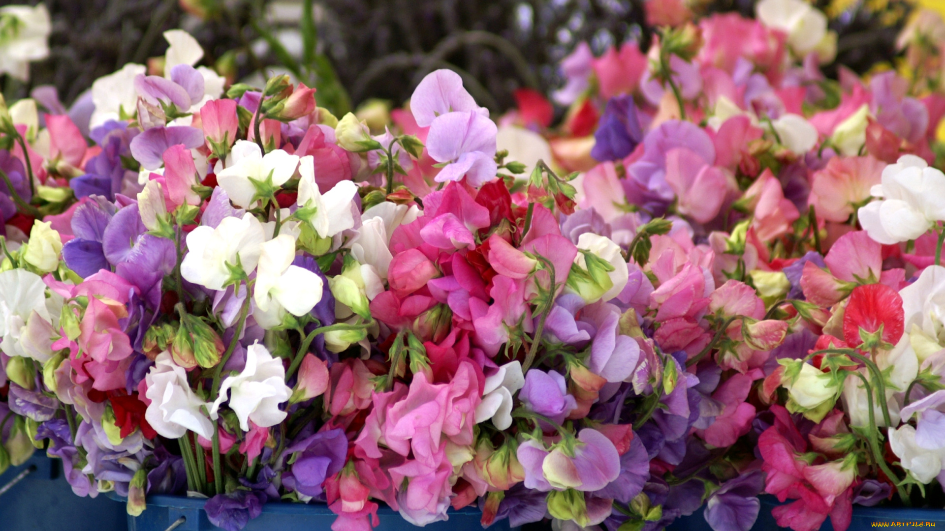 цветы, душистый, горошек, много, разноцветный