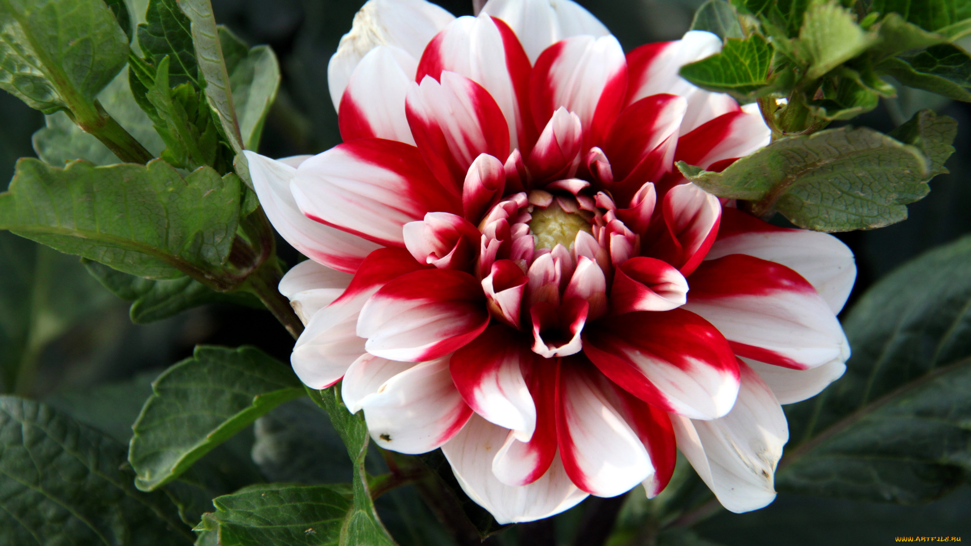 цветы, георгины, георгина