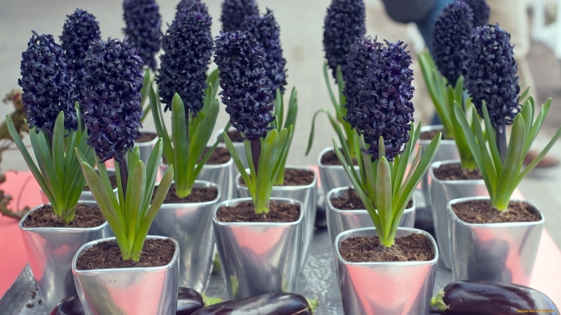 цветы, гиацинты, черный, экзотика