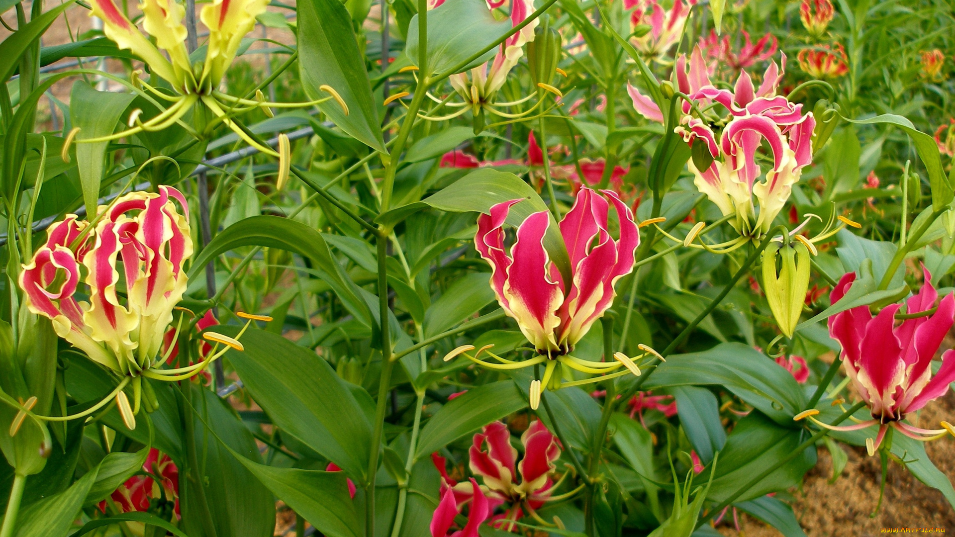 цветы, глориоза, лепестки, красный