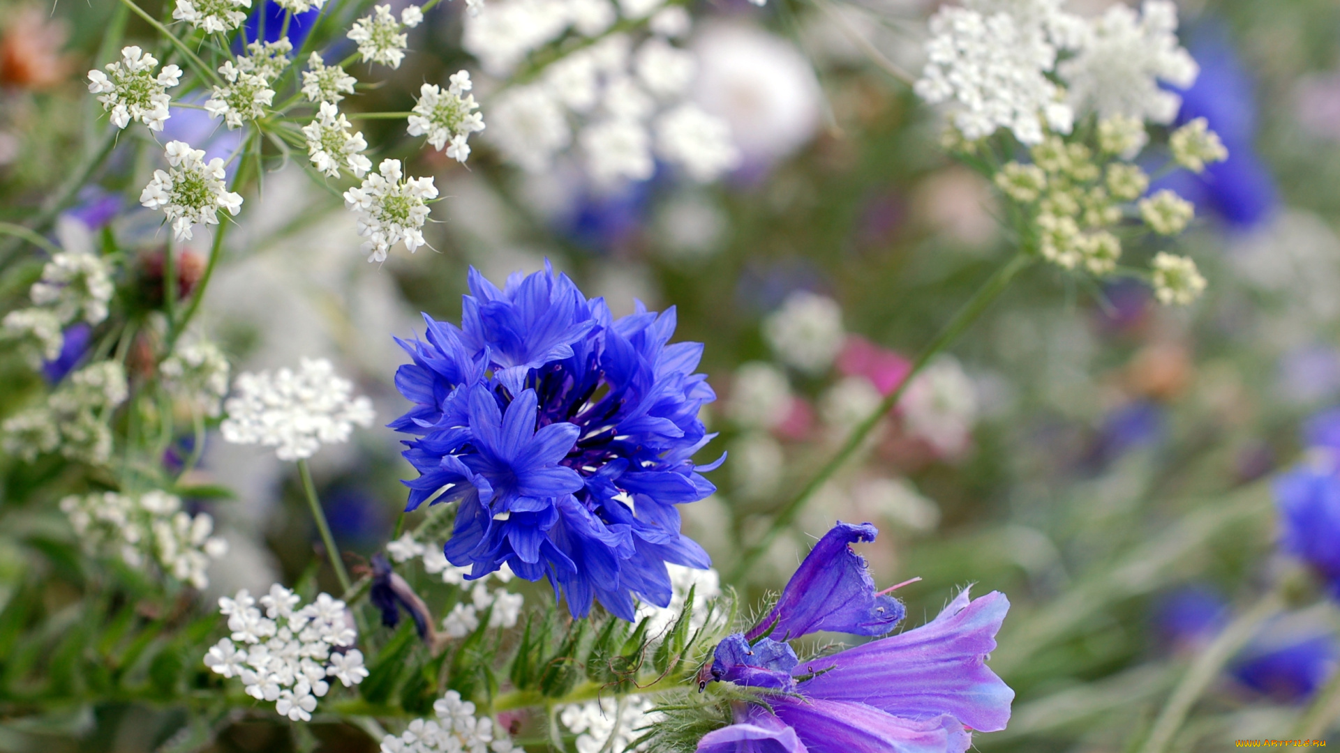 цветы, луговые, полевые, луг, травы, василек