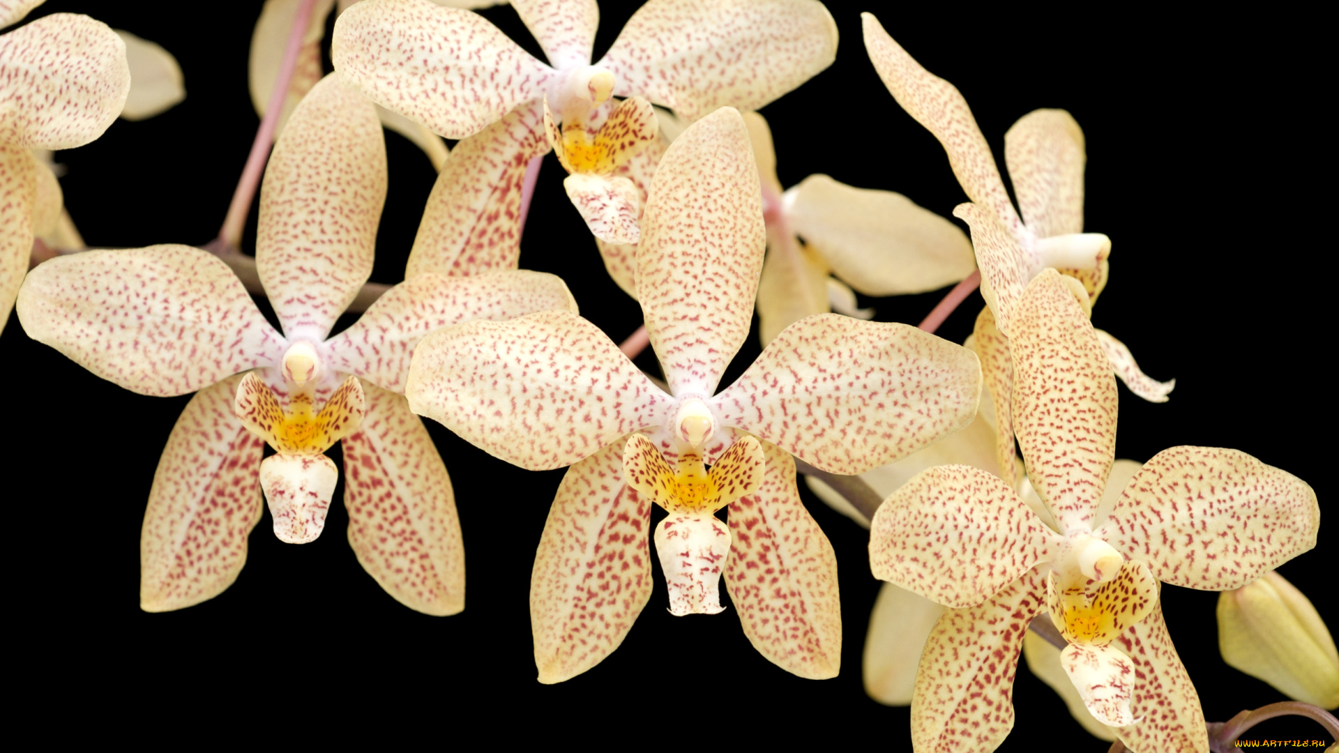 цветы, орхидеи, экзотика, бежевый, ветка