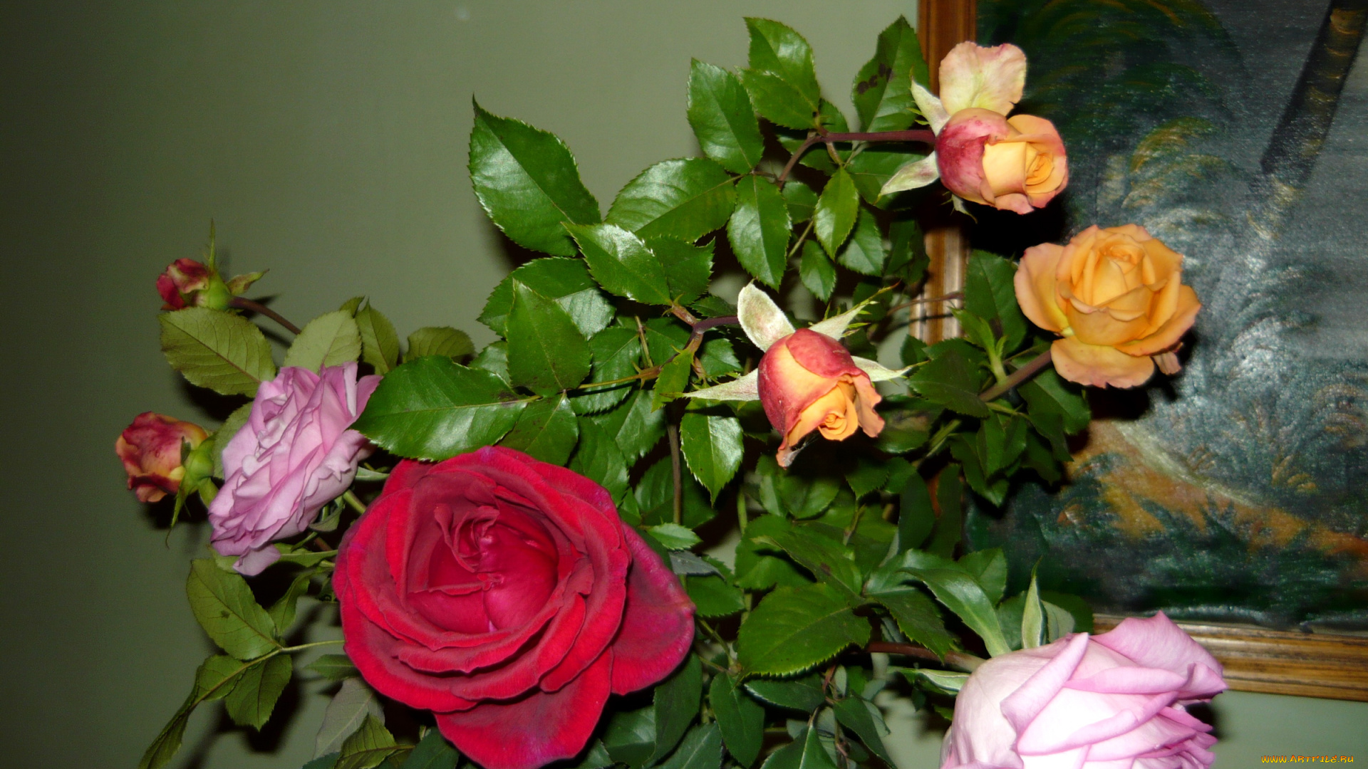 цветы, розы, букет