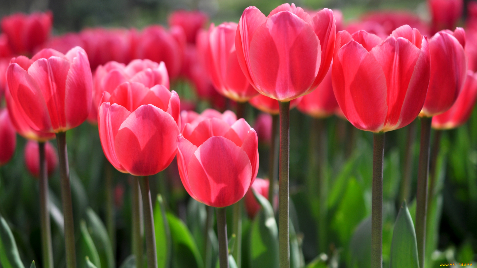 цветы, тюльпаны, бутоны, красный