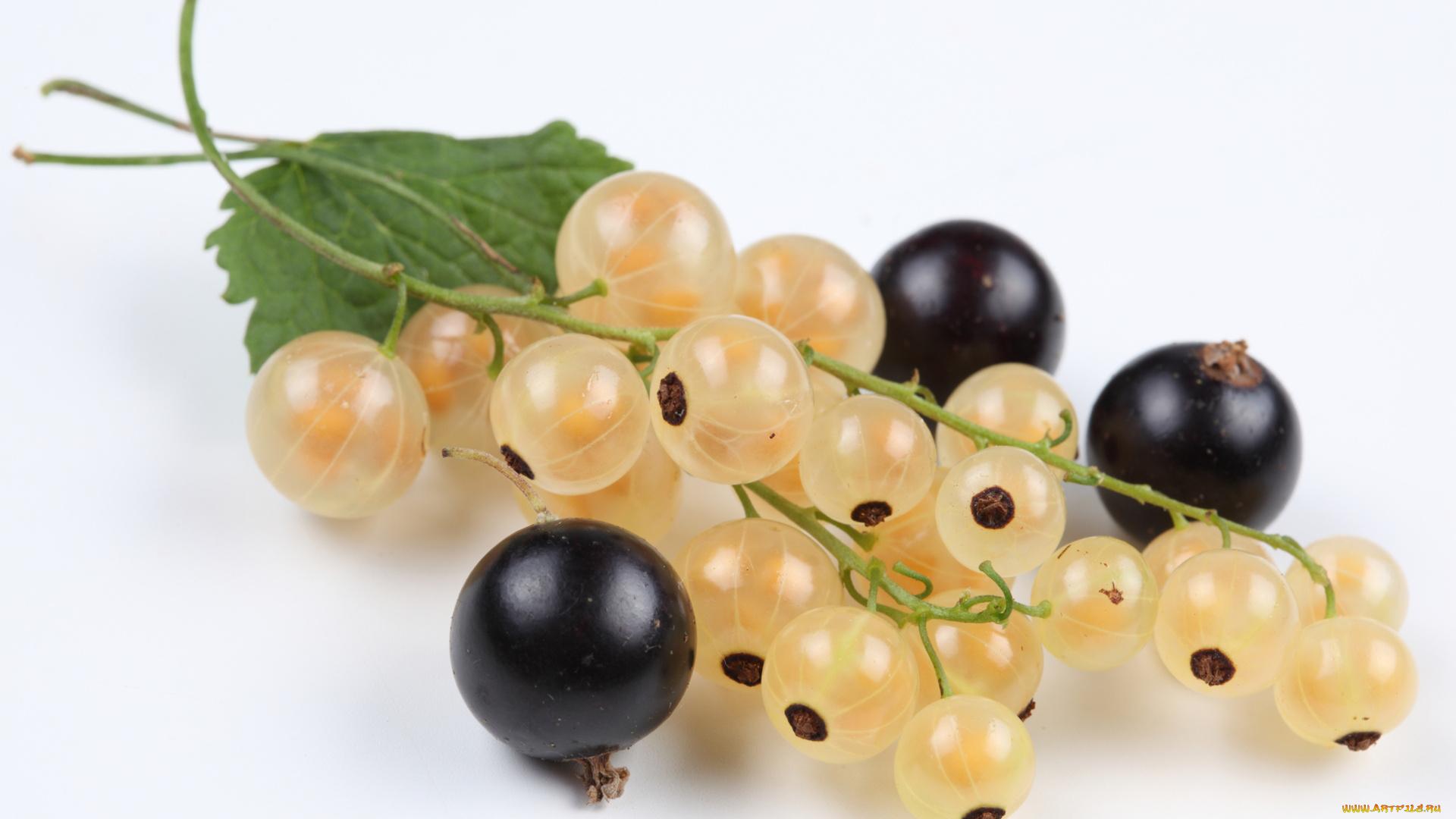 еда, смородина, ягоды, белая, чёрная