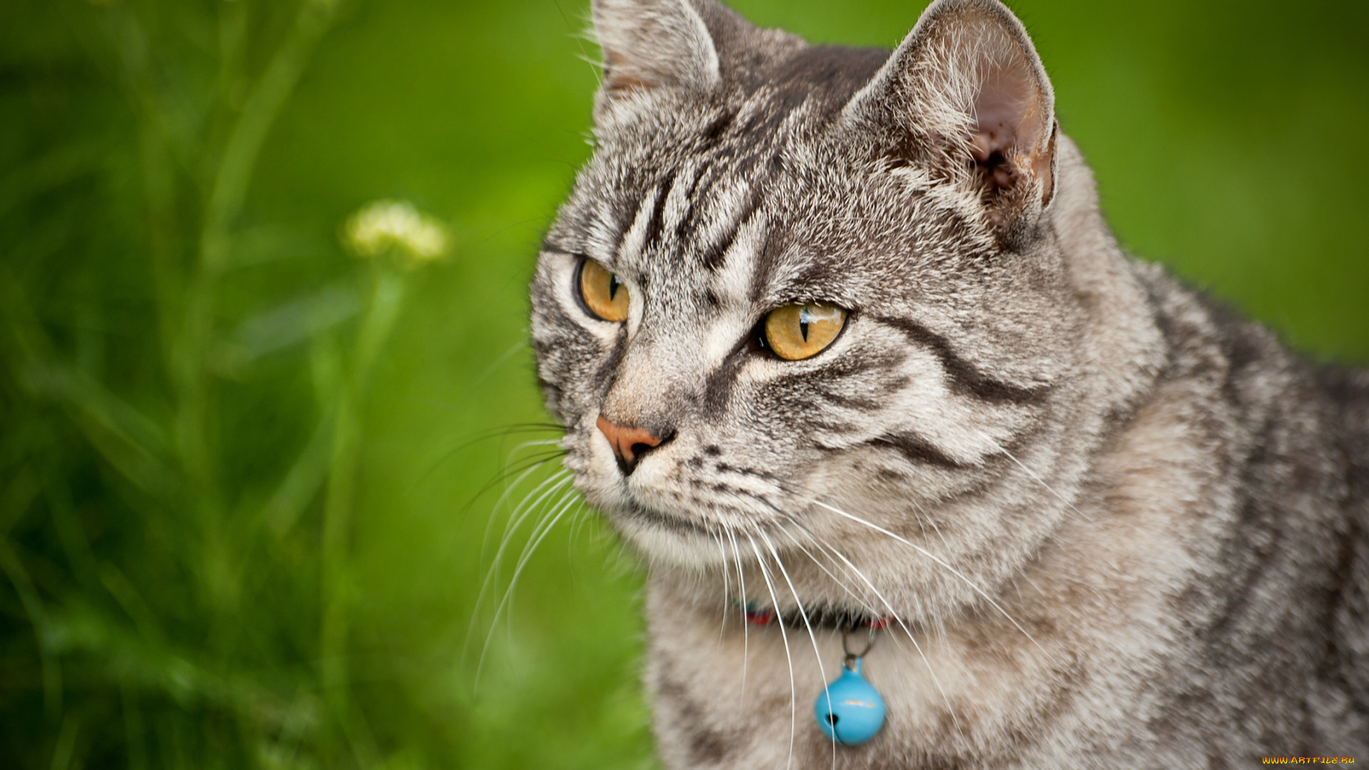 животные, коты, котэ