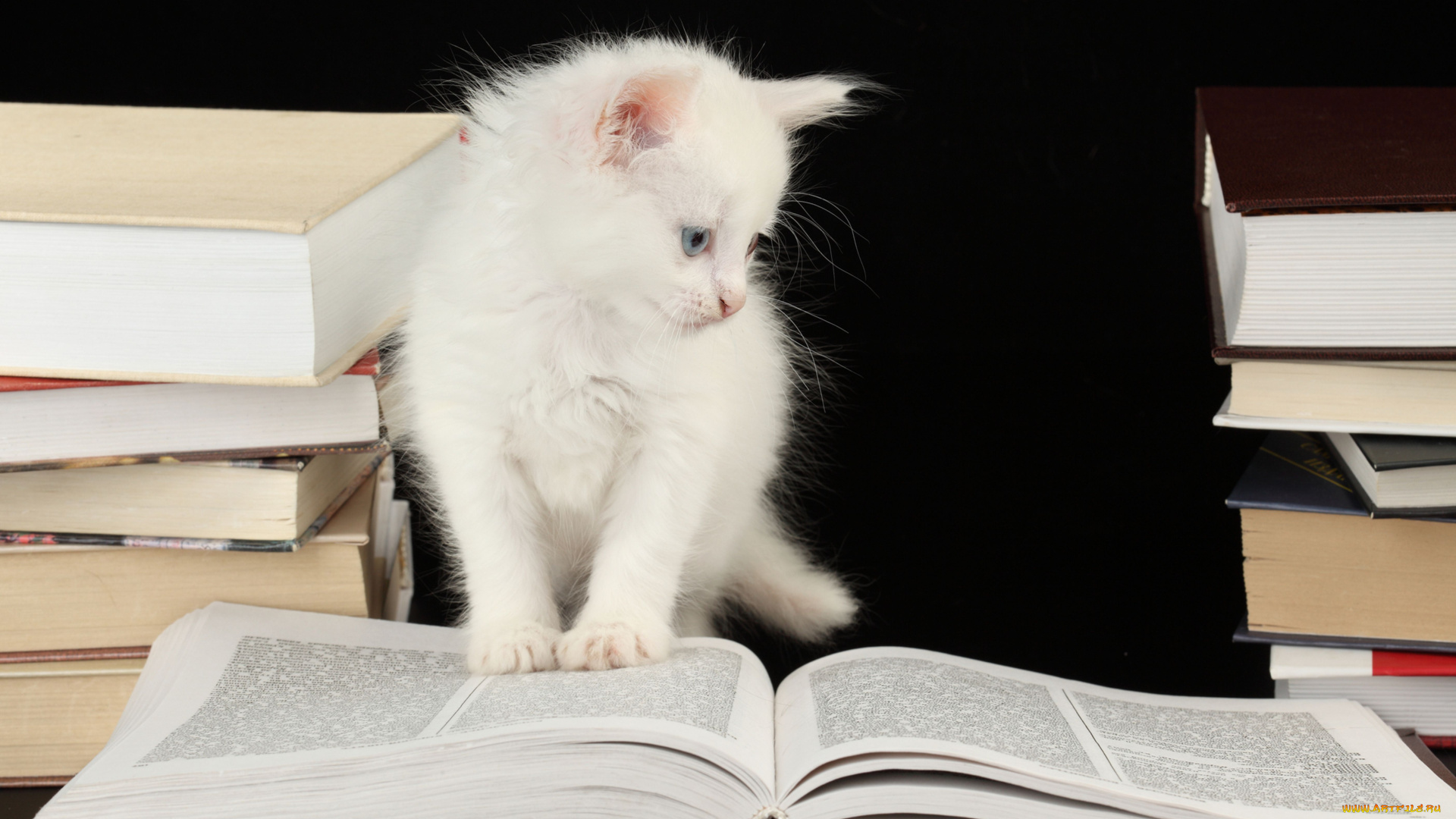 животные, коты, котёнок, книги