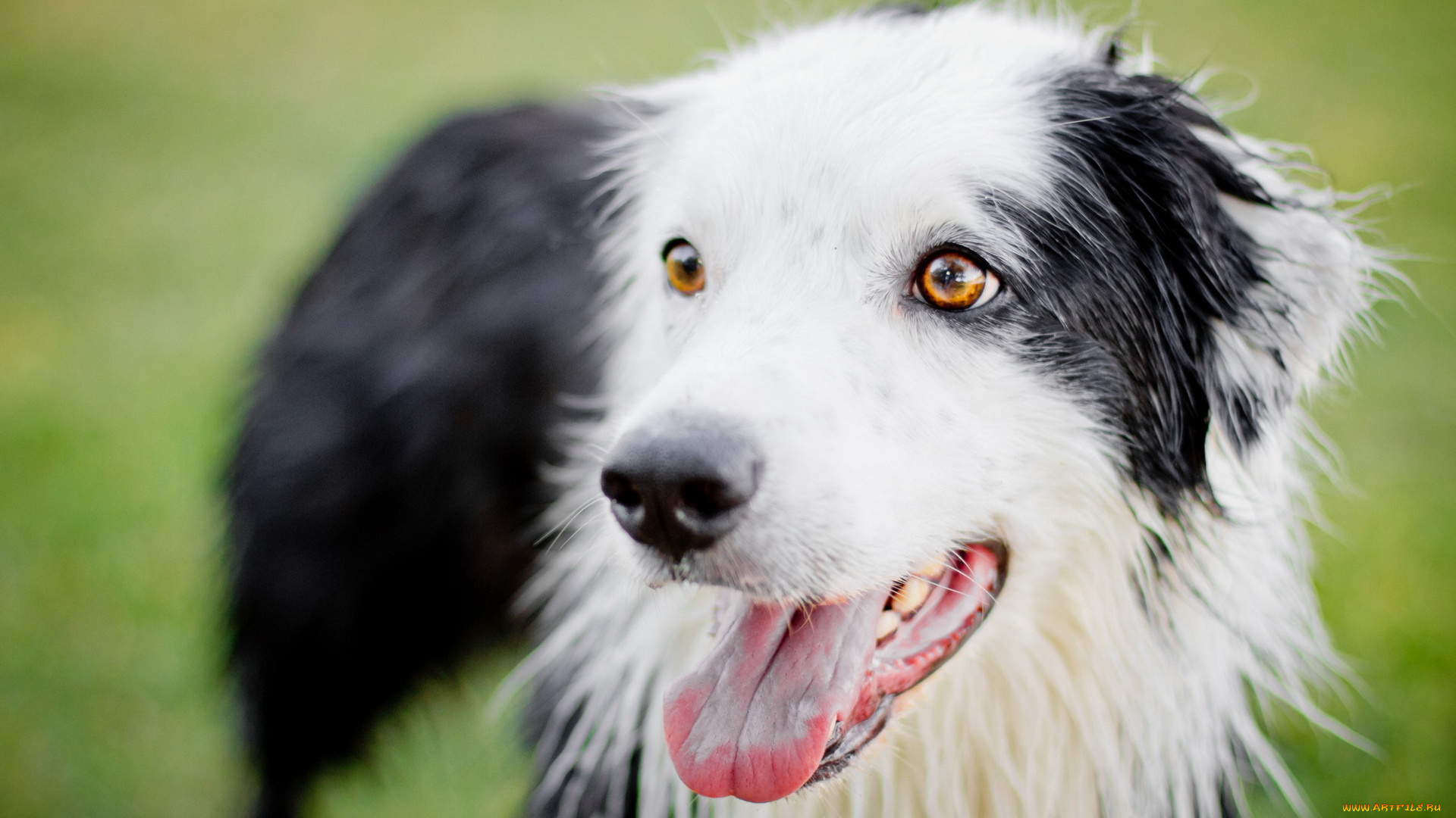 животные, собаки, взгляд, собака