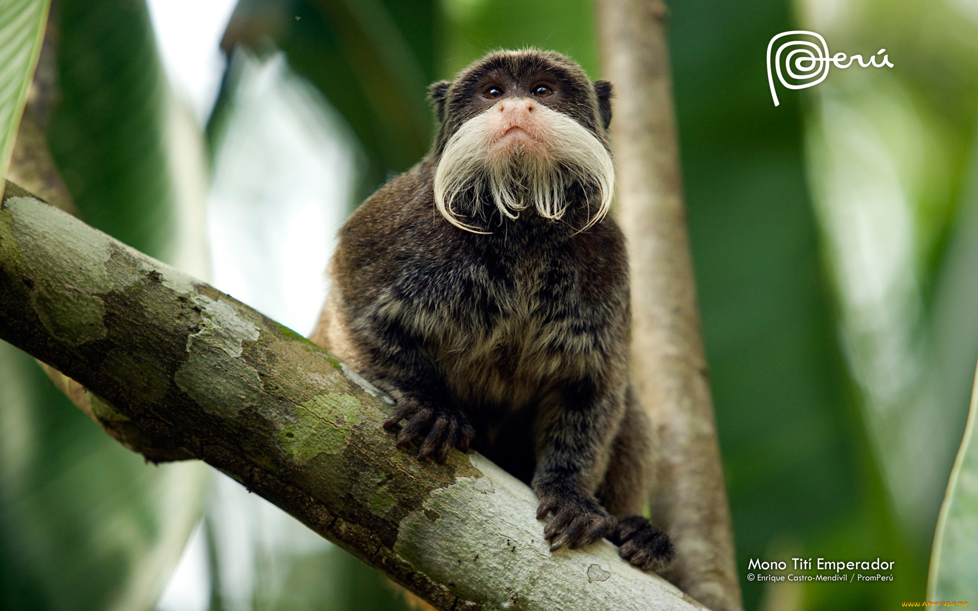 животные, обезьяны, обезьяна