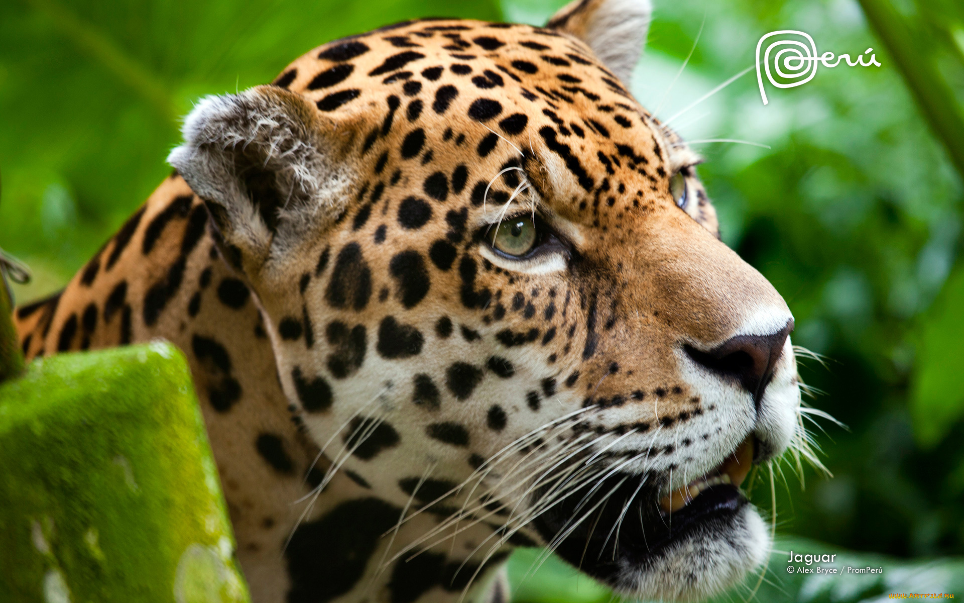 животные, Ягуары, тигр, ягуар