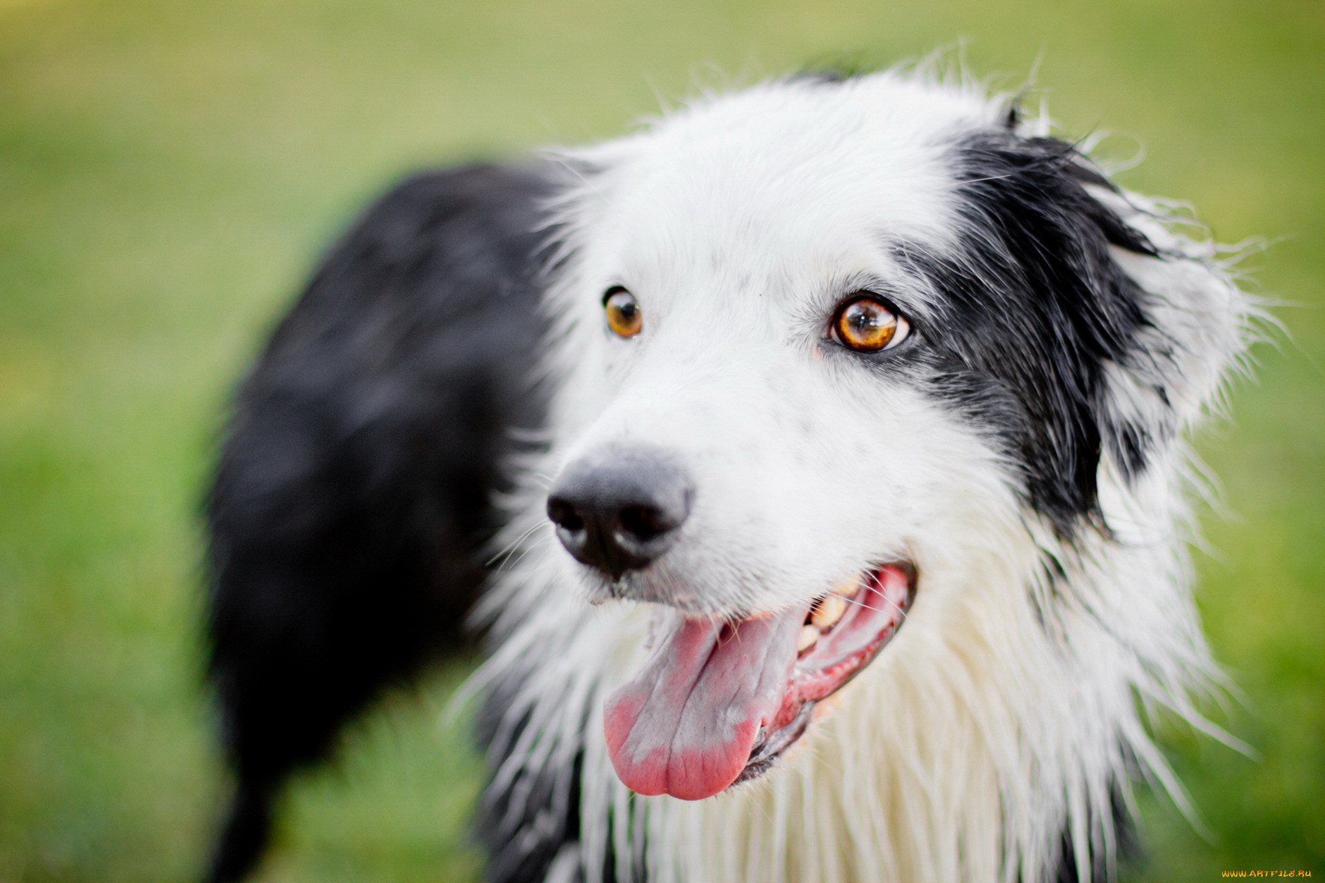 животные, собаки, взгляд, собака