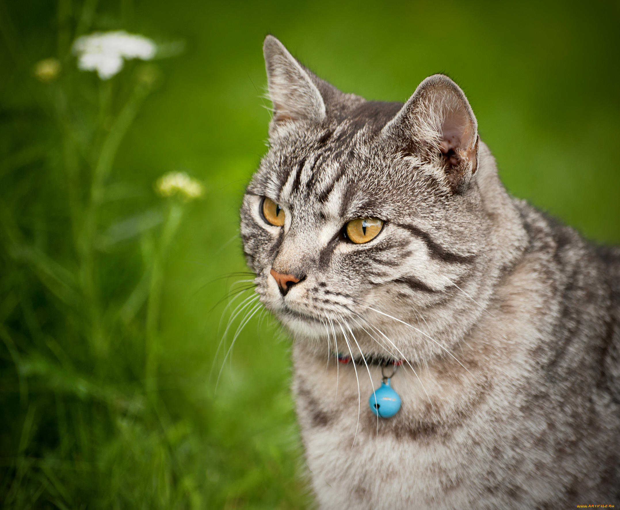 животные, коты, котэ