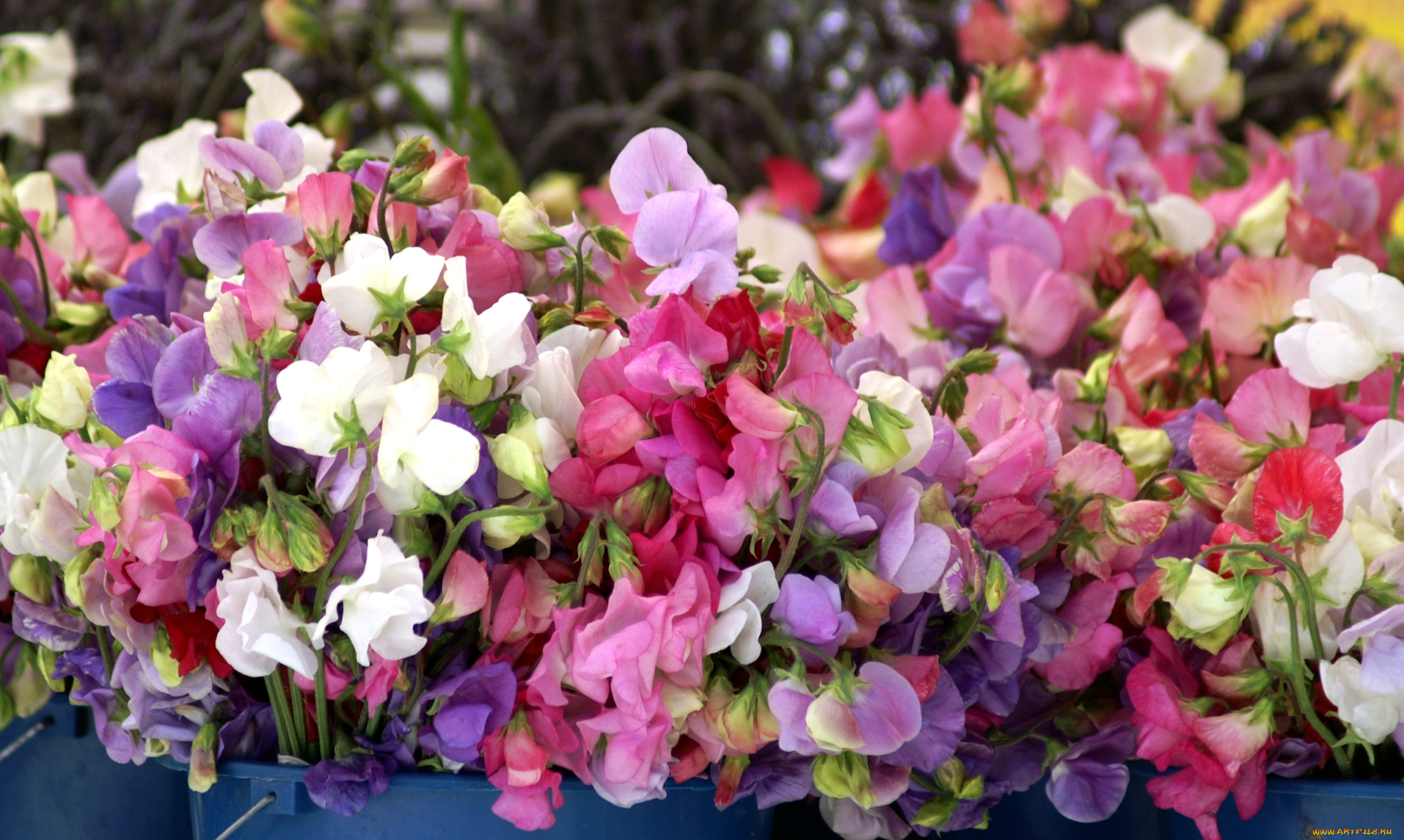 цветы, душистый, горошек, много, разноцветный