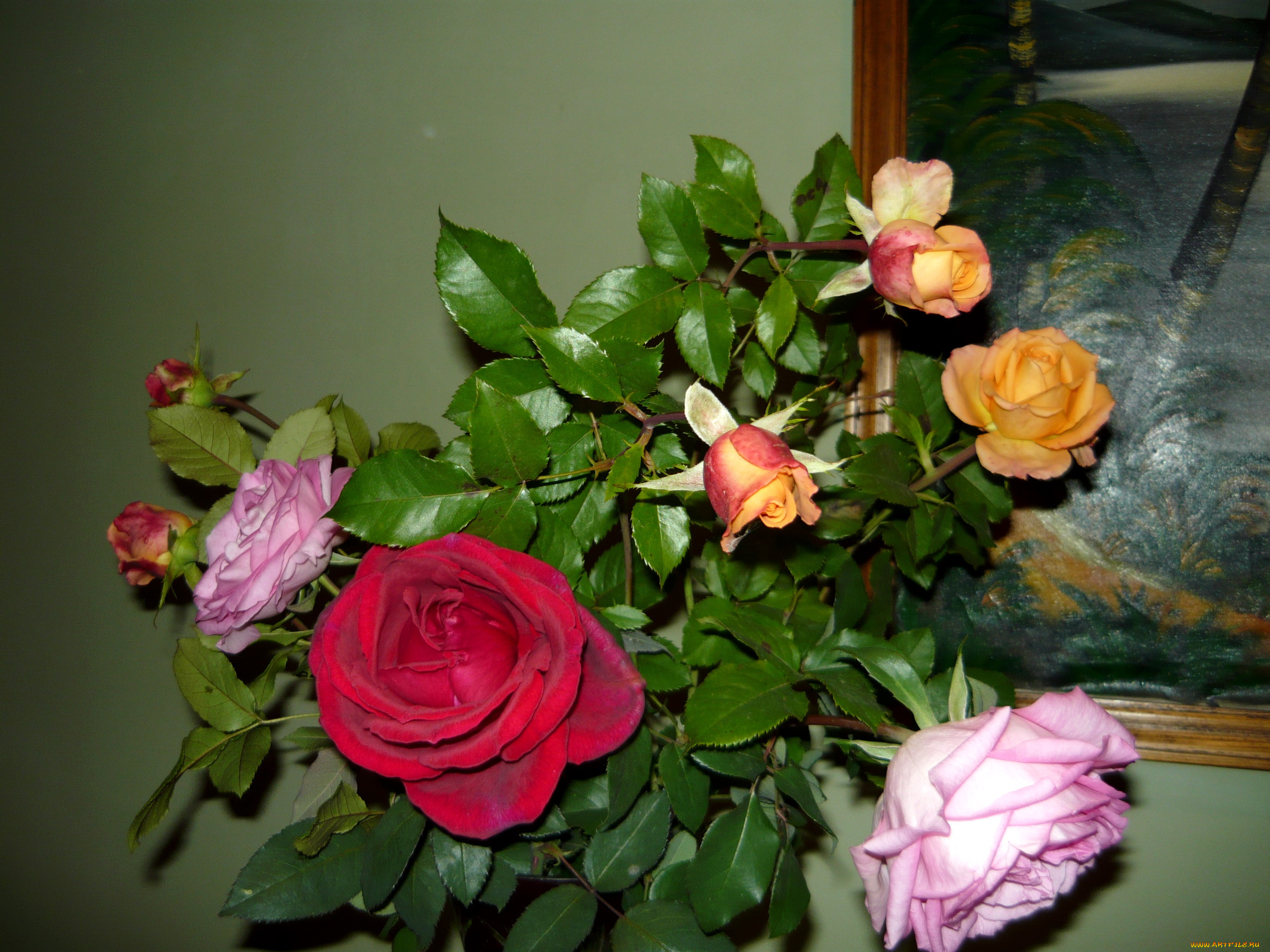 цветы, розы, букет