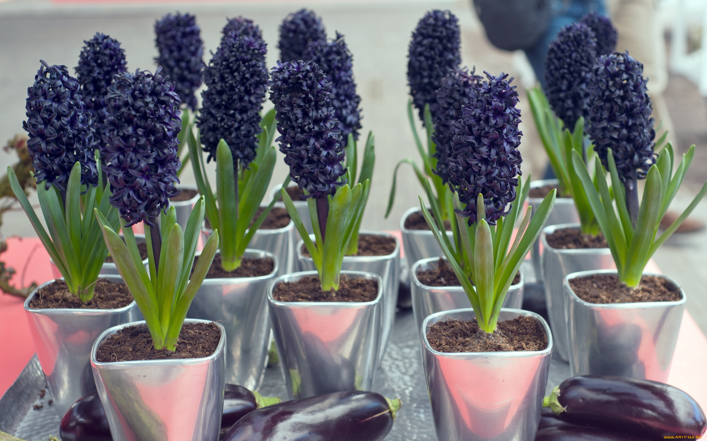 цветы, гиацинты, черный, экзотика