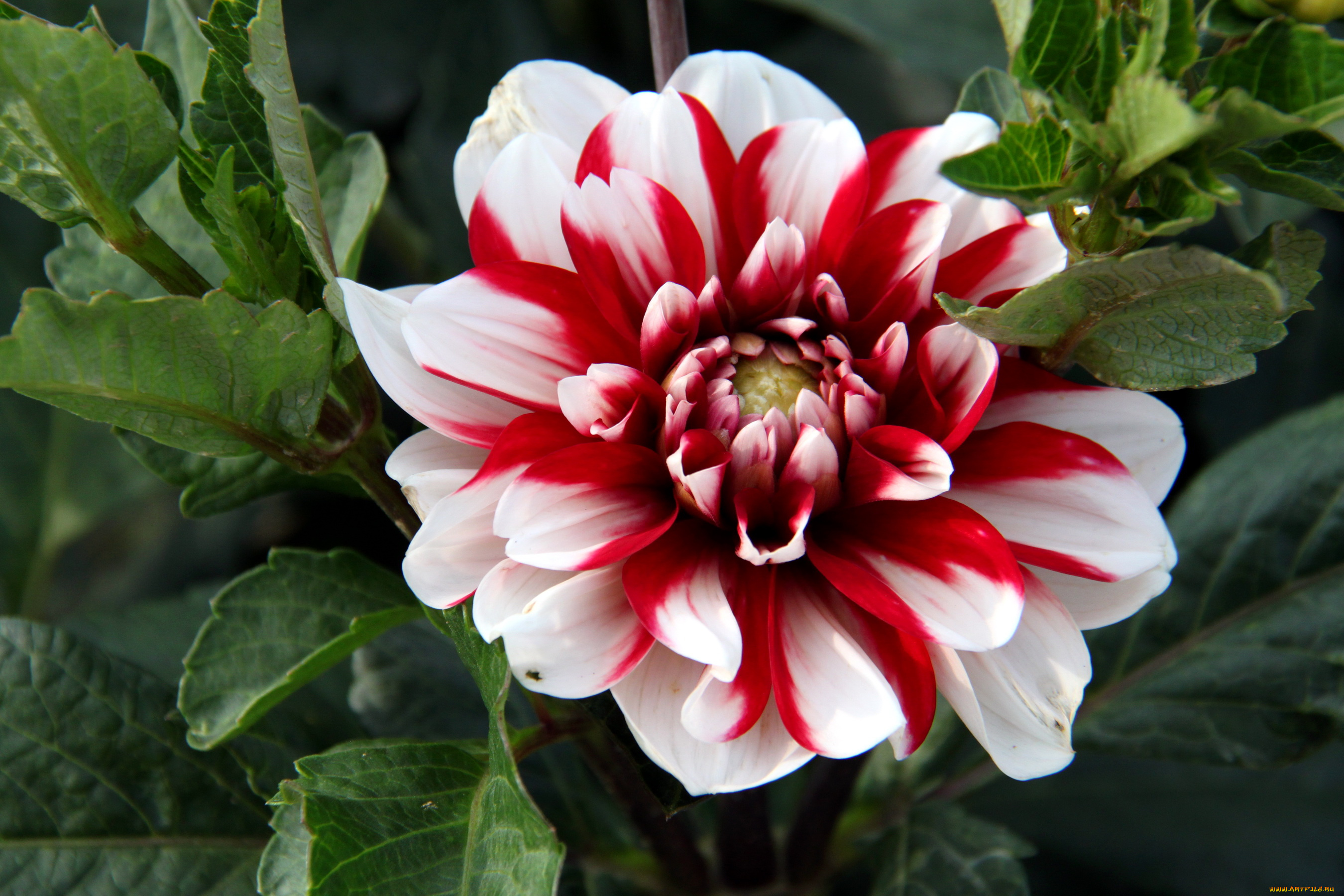 цветы, георгины, георгина