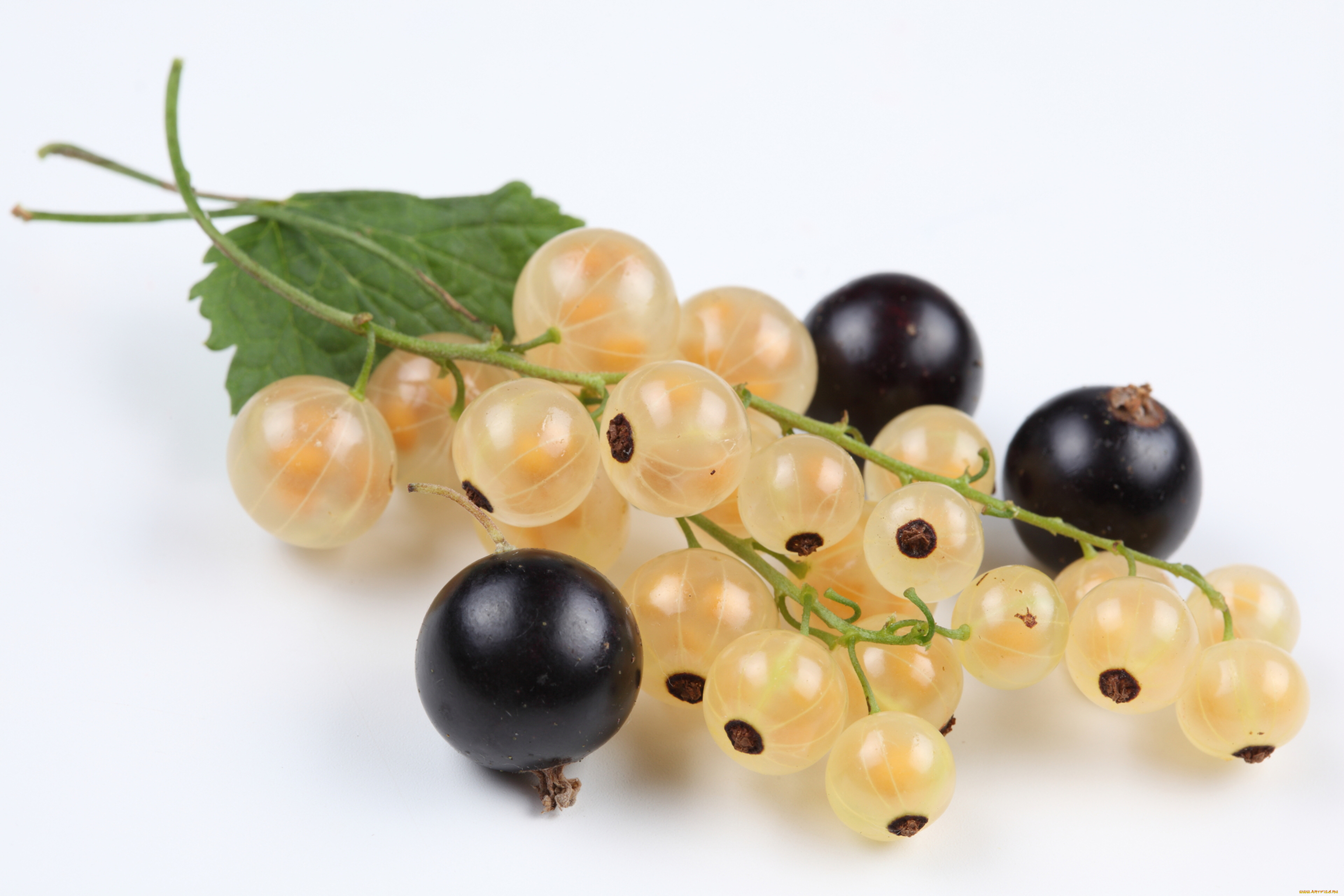 еда, смородина, ягоды, белая, чёрная