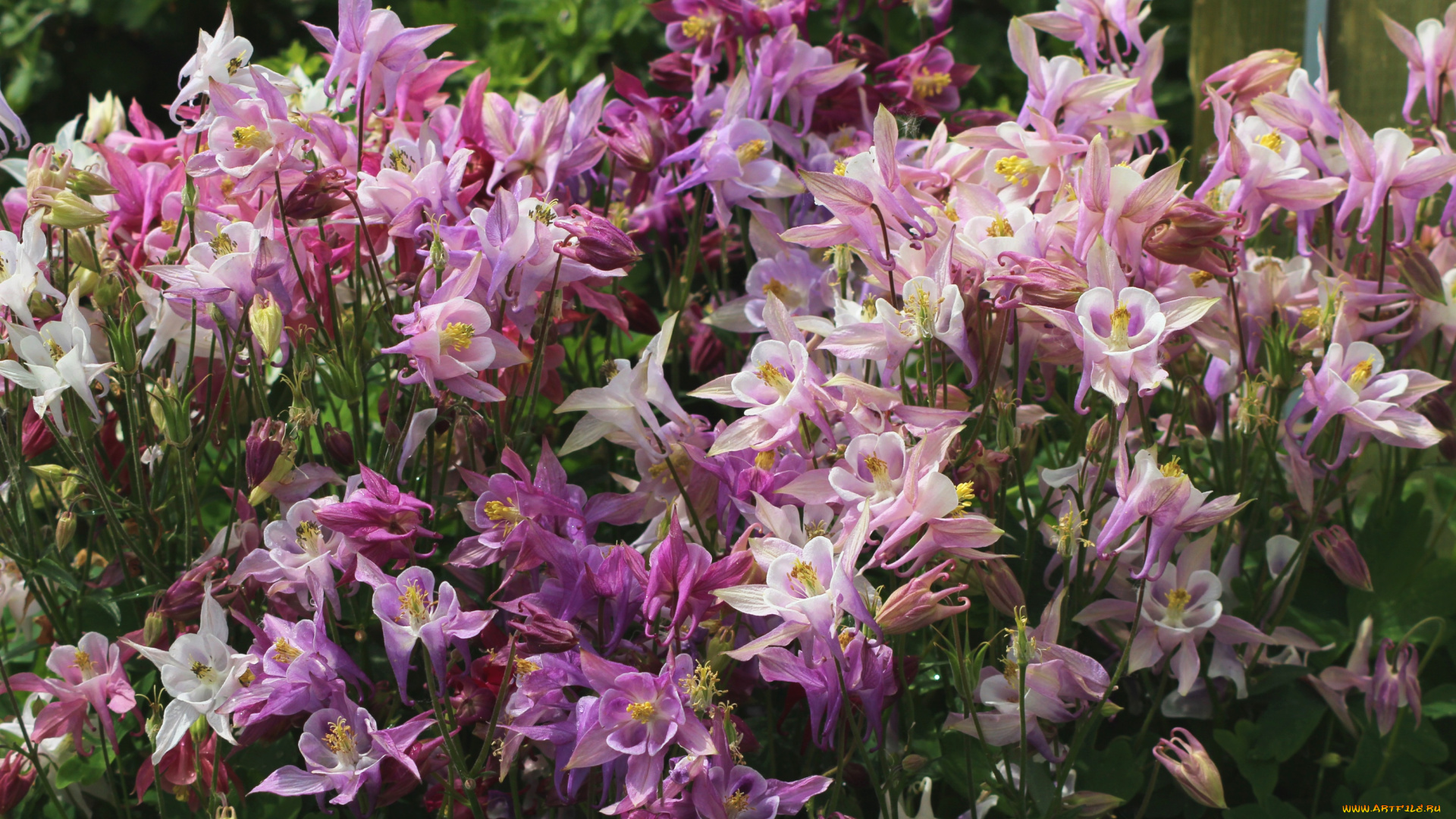 цветы, аквилегия, водосбор, розовый
