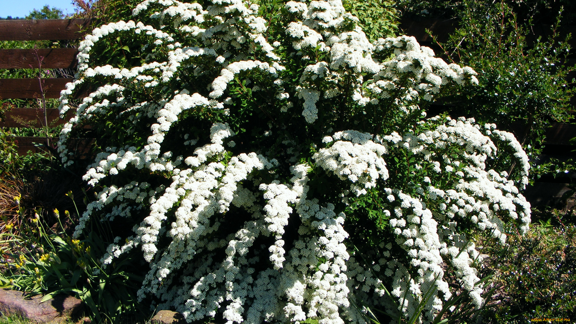 цветы, цветущие, деревья, кустарники, куст, спирея