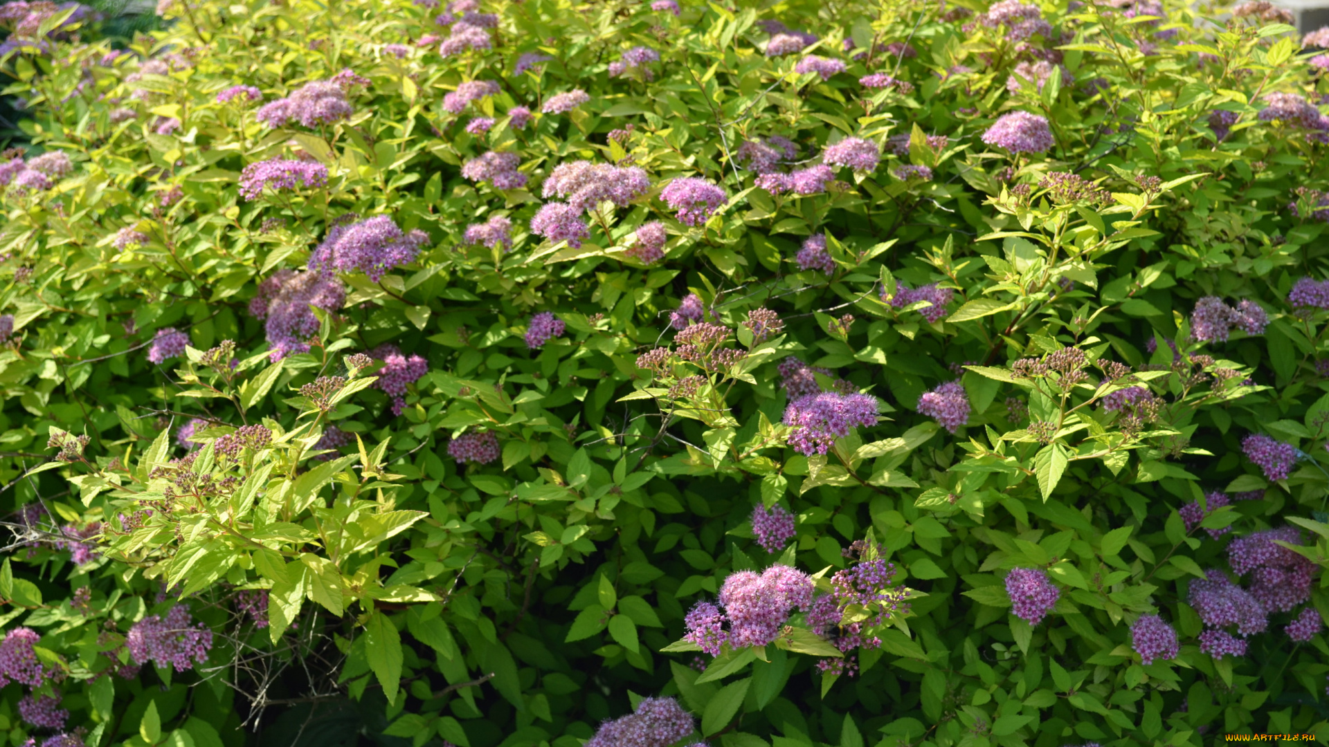 цветы, цветущие, деревья, кустарники, куст, спирея