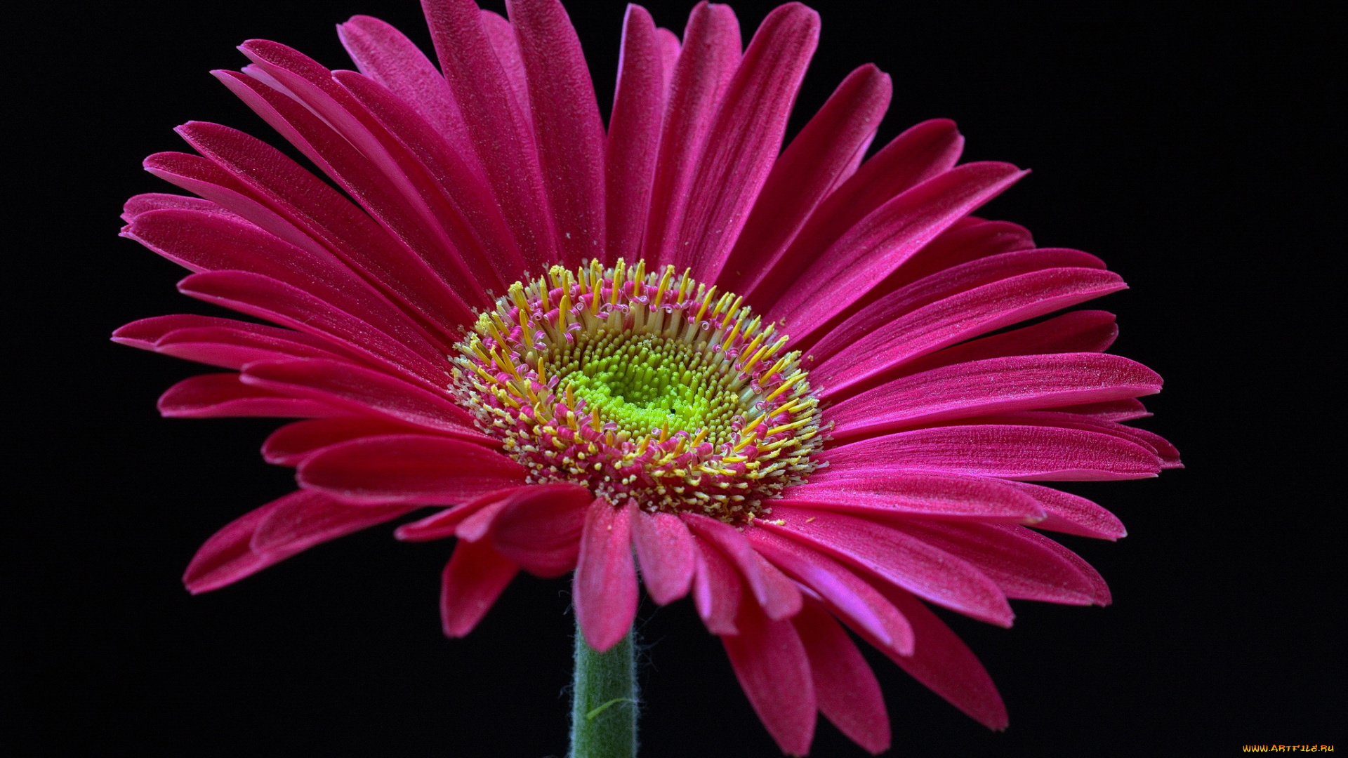 цветы, герберы, макро