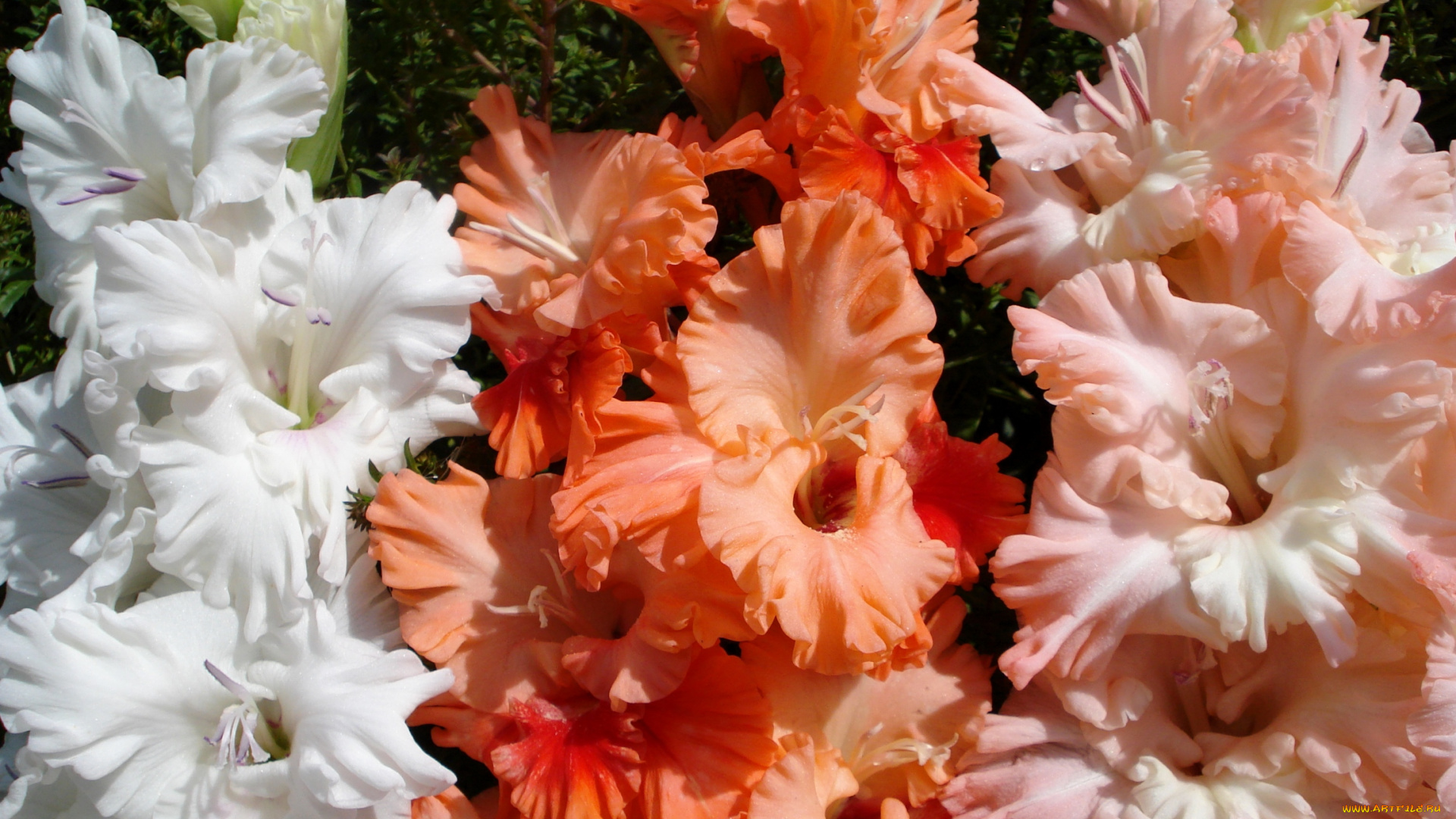 цветы, гладиолусы, макро, трио