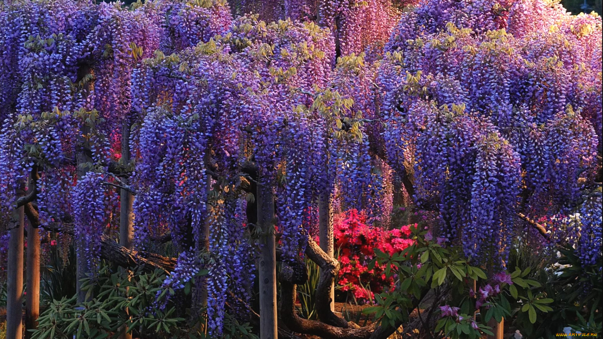 цветы, глициния, вистерия