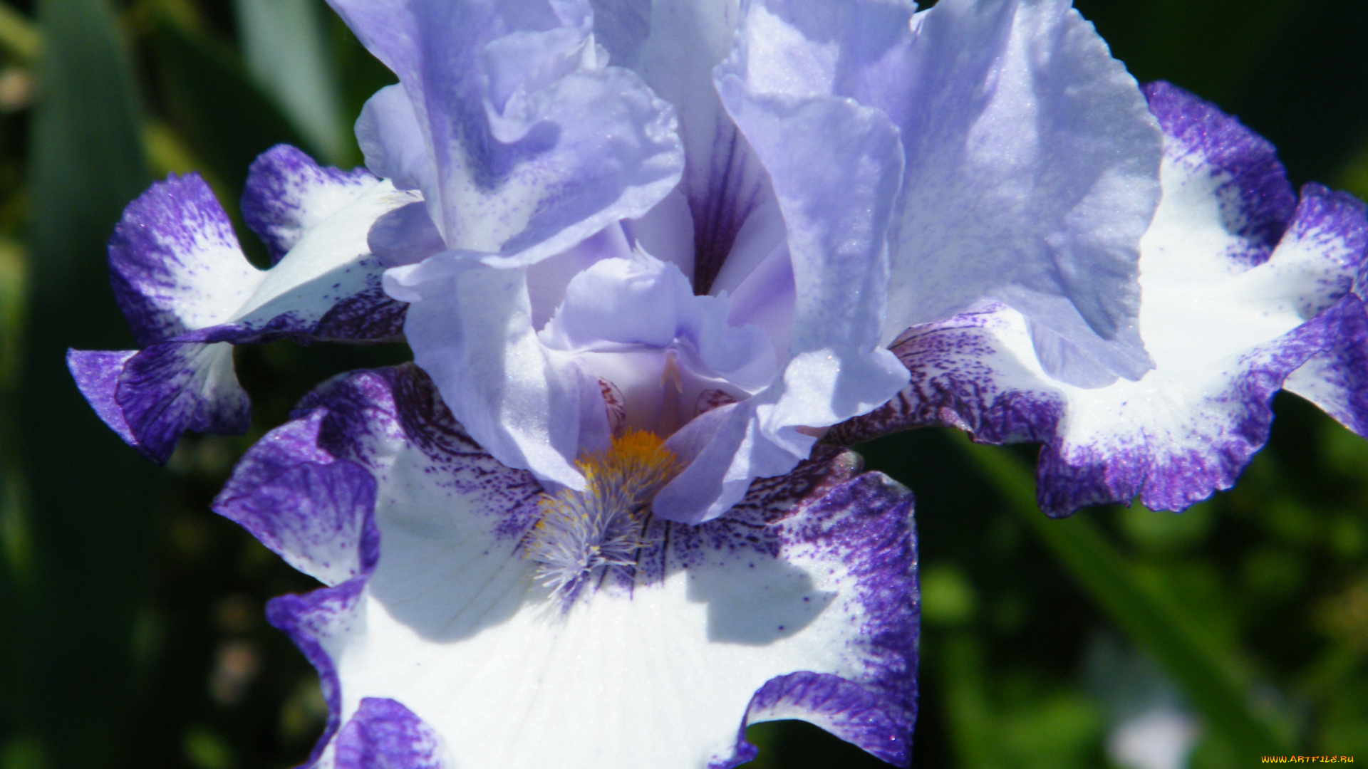 цветы, ирисы, ирис