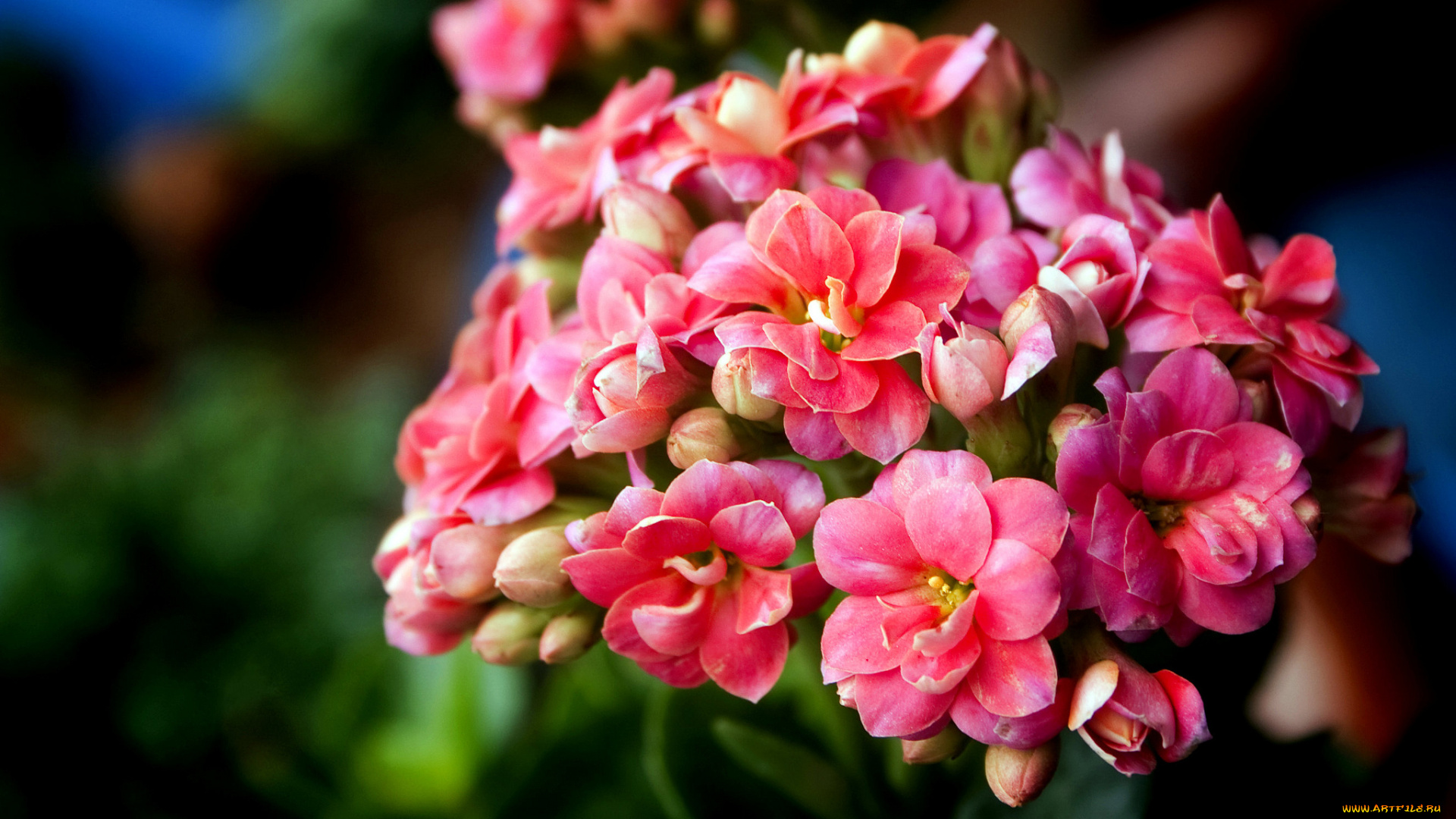 цветы, каланхоэ, розовый