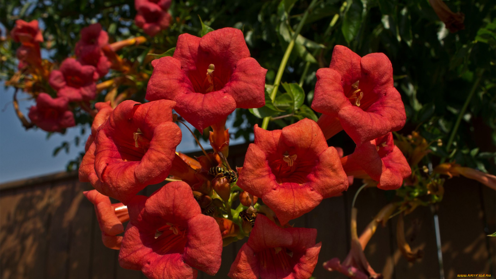 цветы, кампсис, текома, лепестки