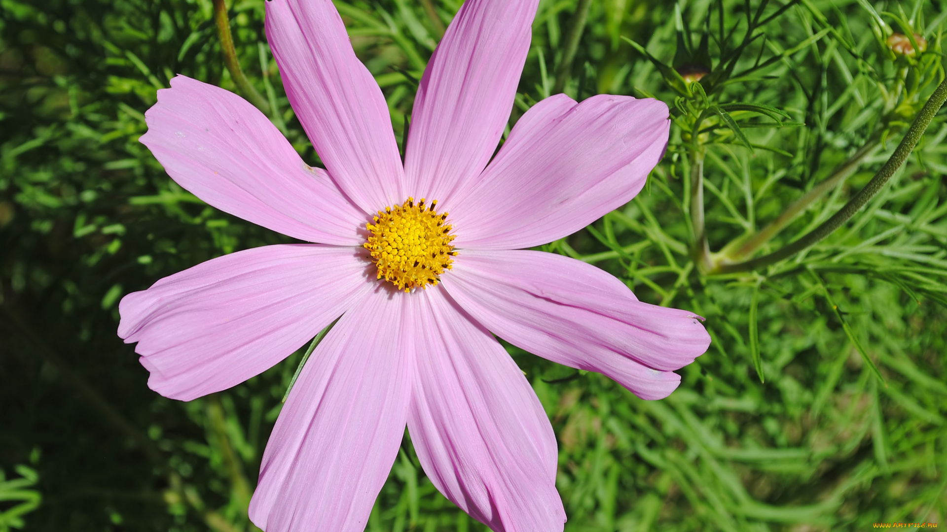 цветы, космея, лепестки