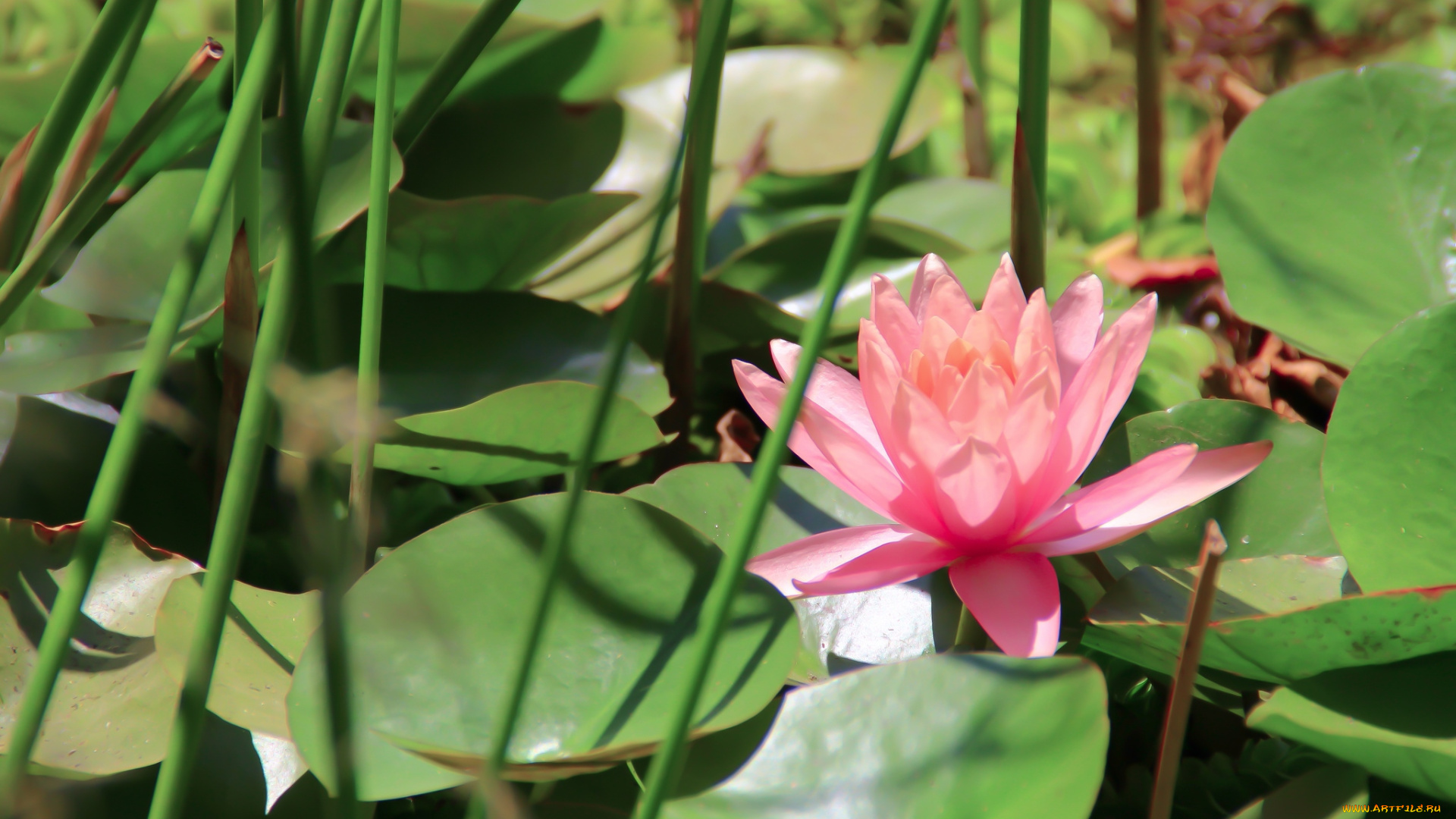 цветы, лилии, водяные, нимфеи, кувшинки, нимфея