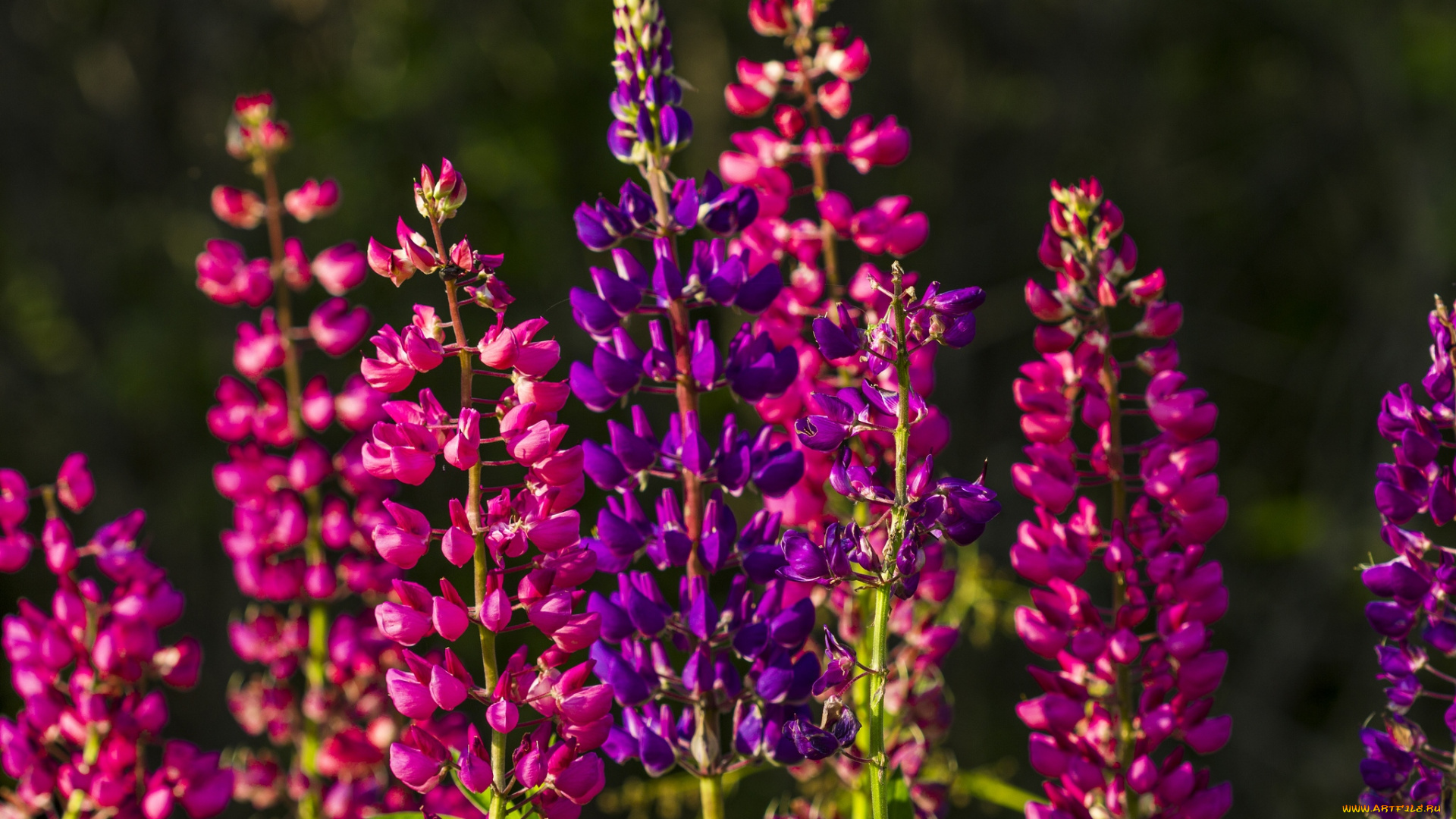 цветы, люпин, малиновый