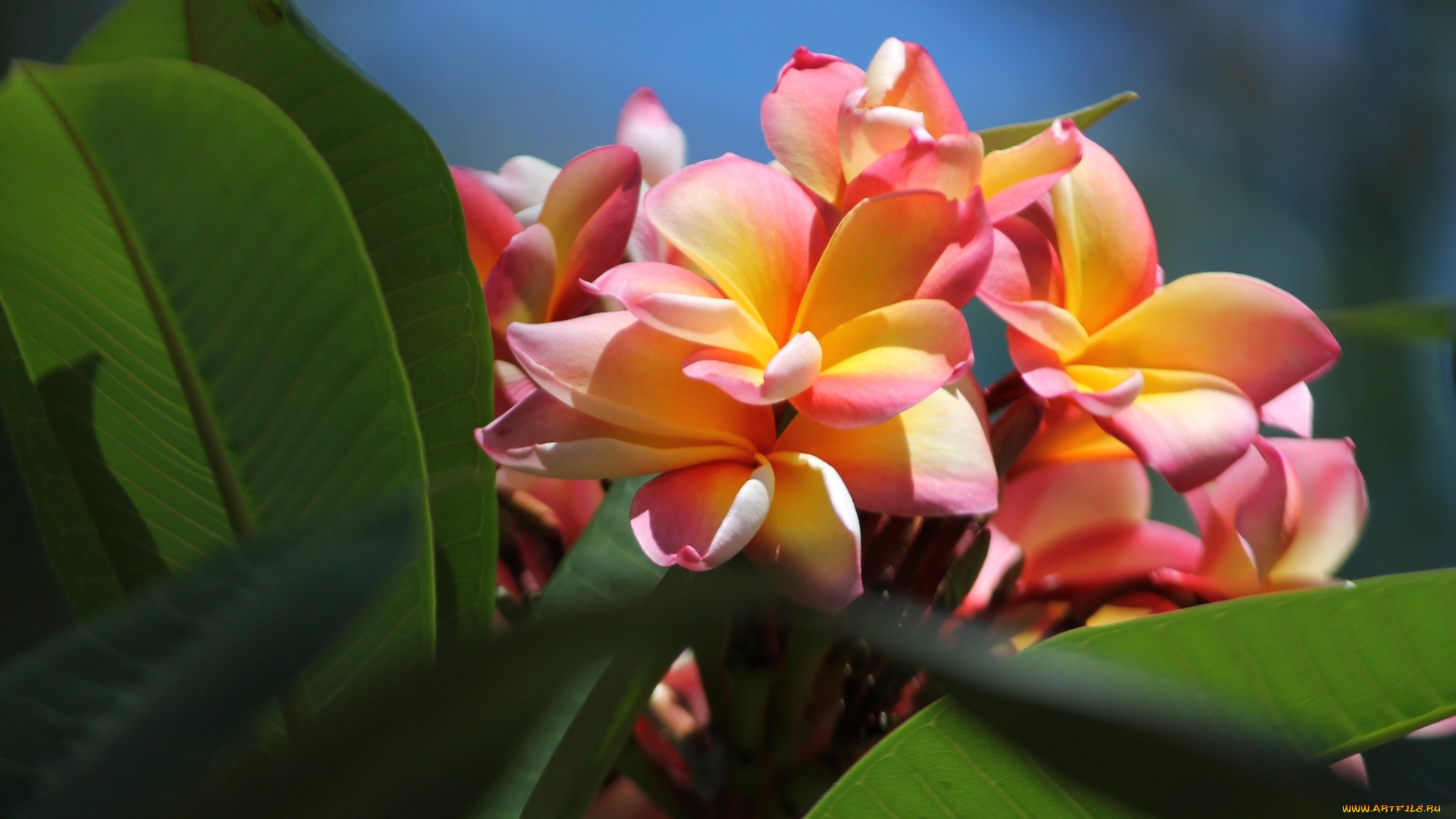 цветы, плюмерия, тропики