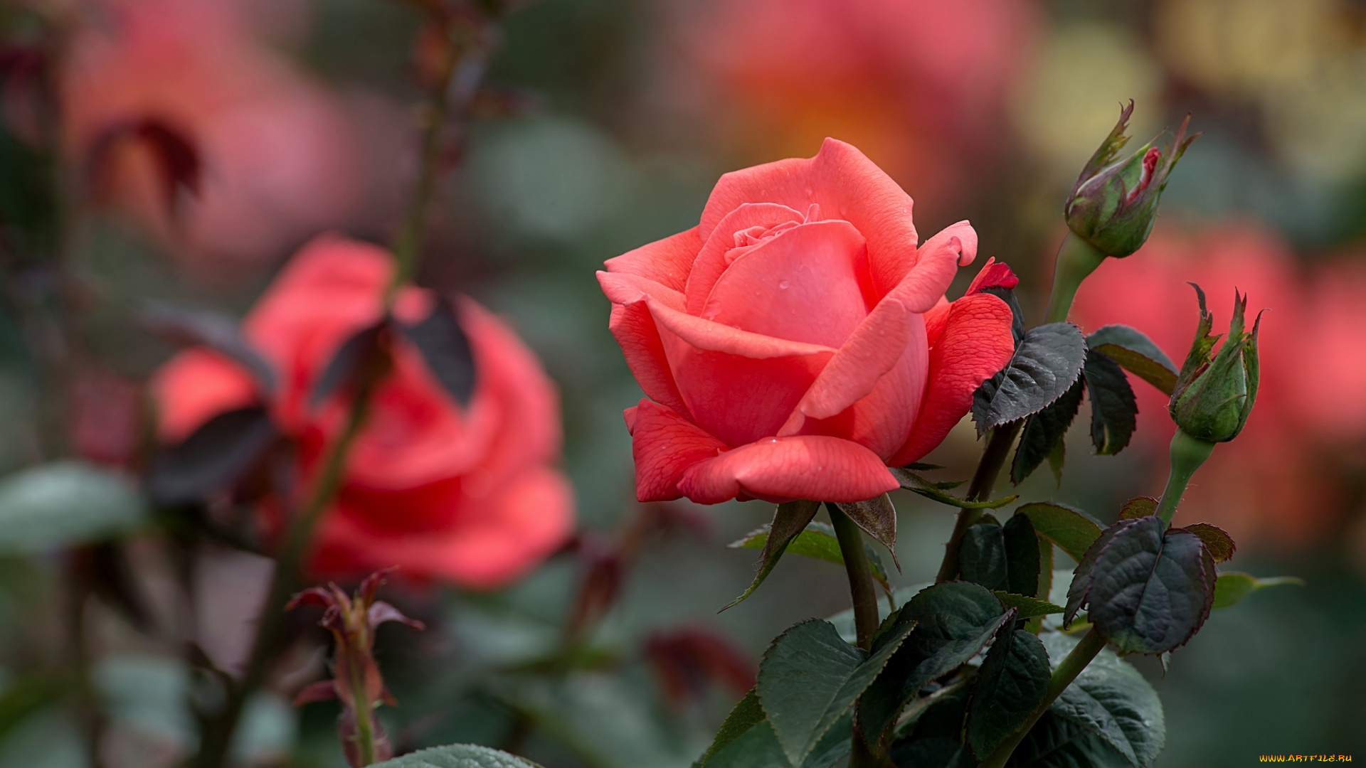 цветы, розы, красный