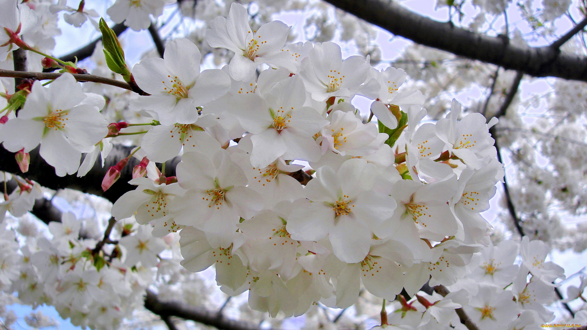 цветы, сакура, вишня