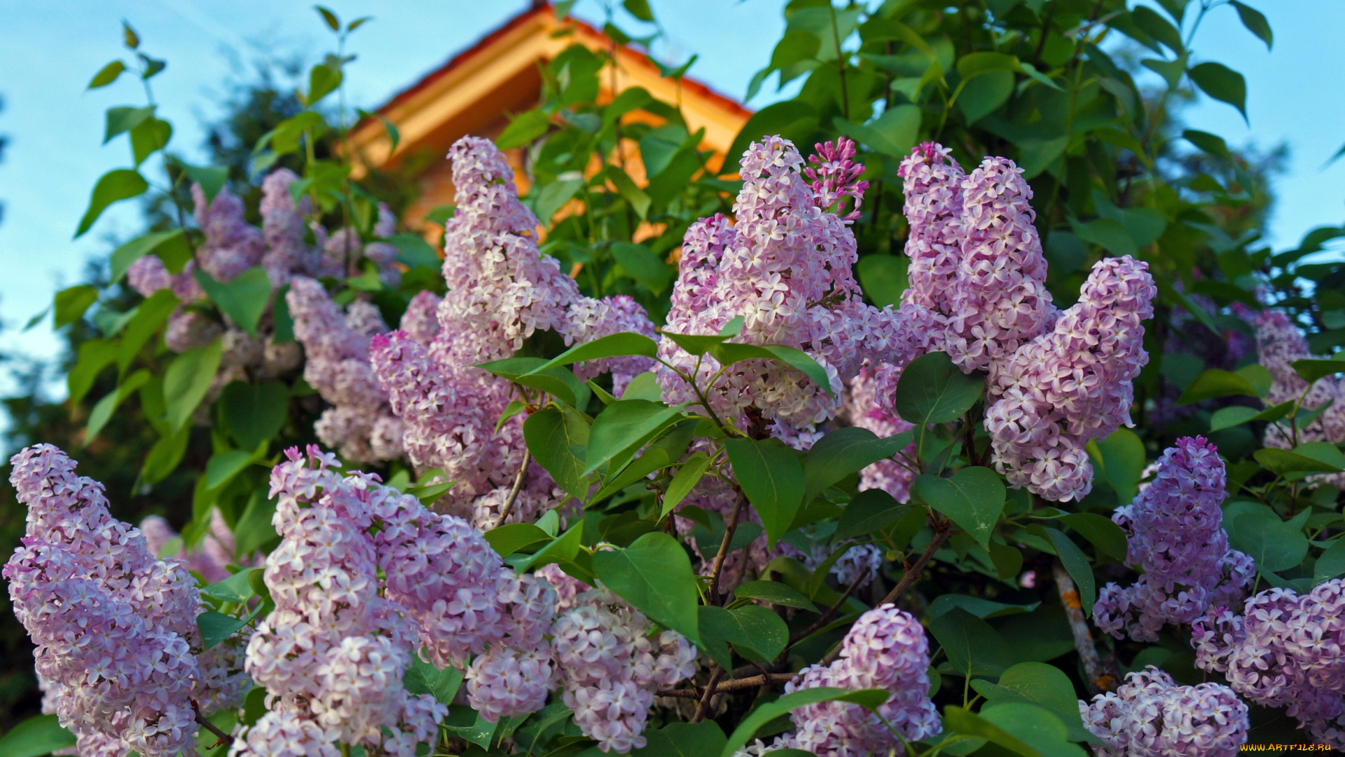 цветы, сирень, куст