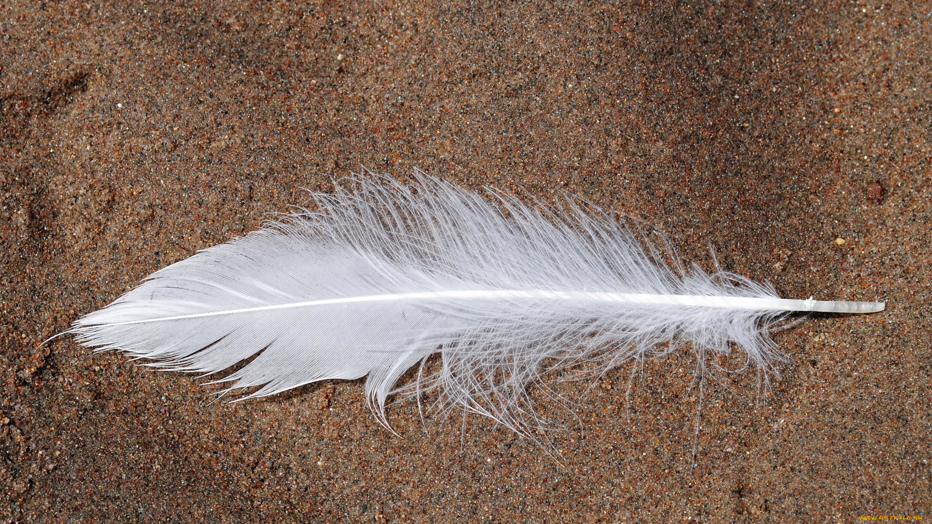 разное, перья, перо