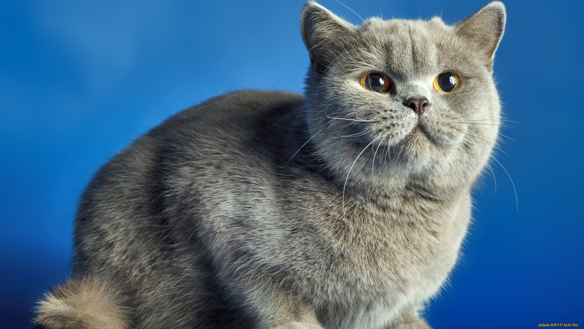 животные, коты, кошак