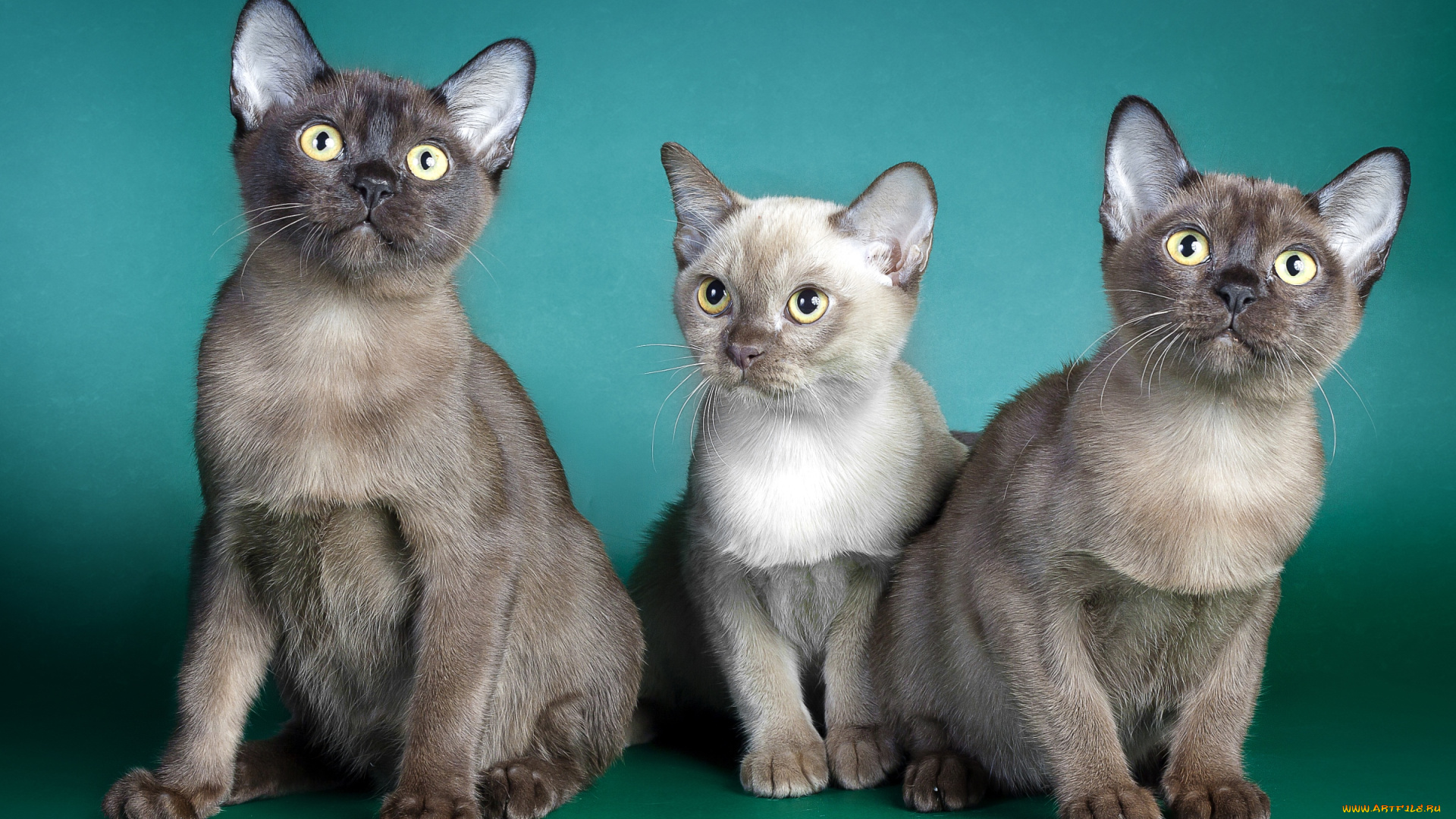 животные, коты, сиамы