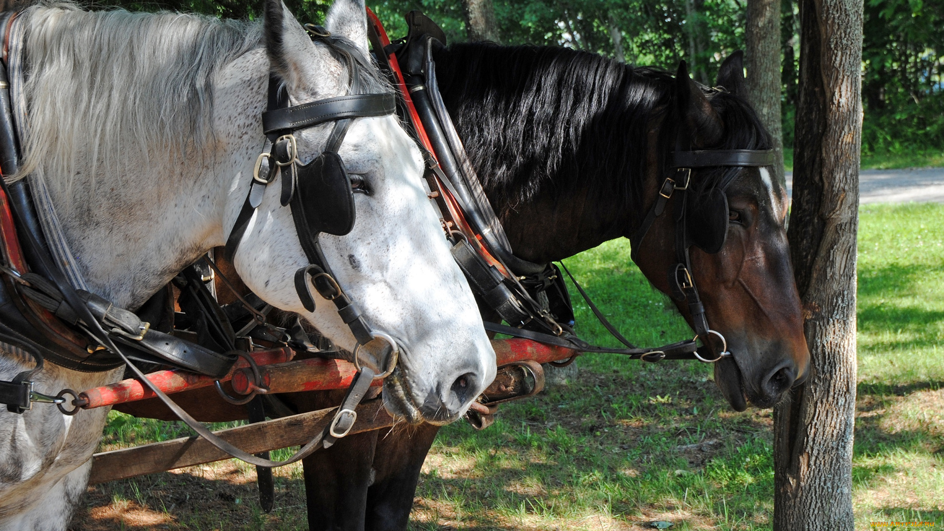 животные, лошади