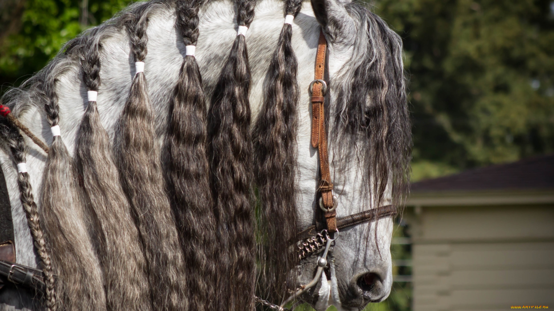 животные, лошади, грива, косички