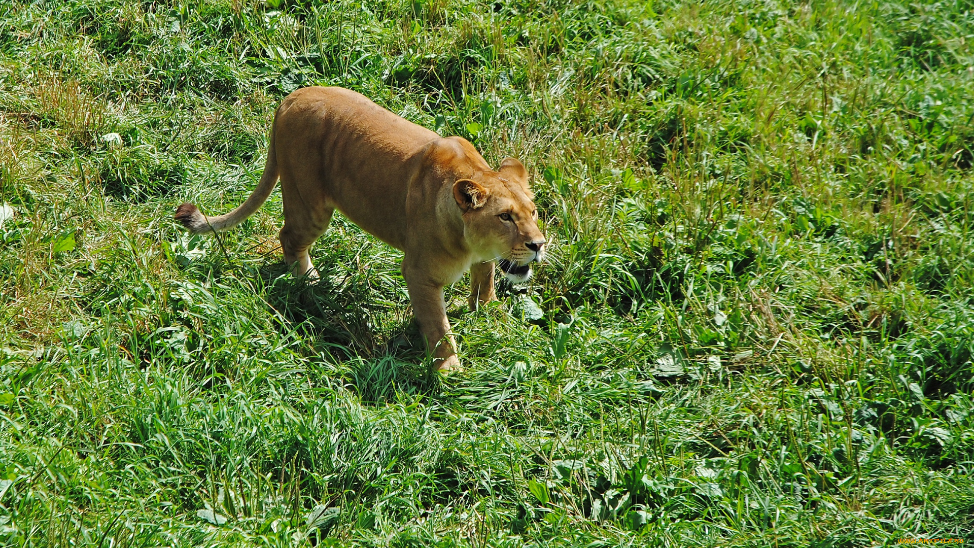 животные, львы, лев