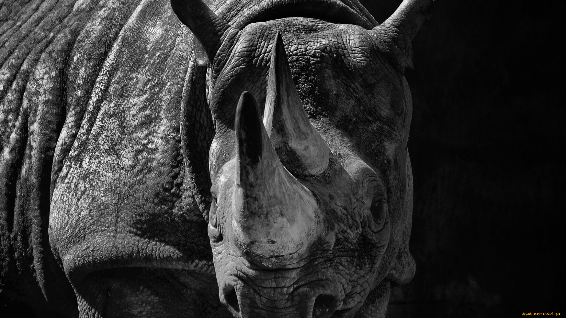животные, носороги, рог