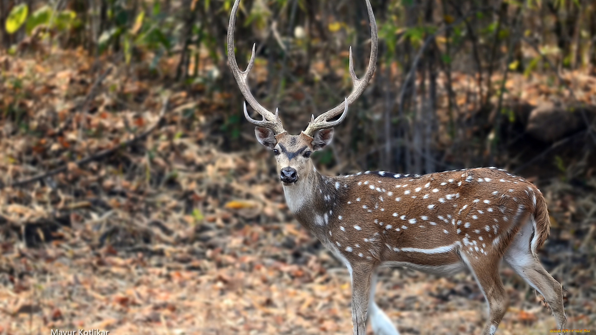 животные, олени, олень