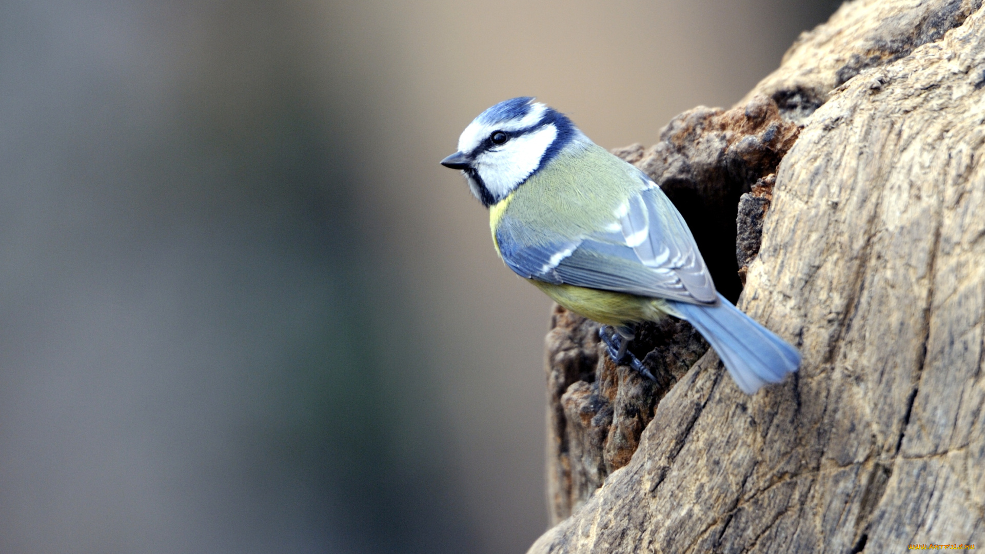 животные, синицы, лазоревки, птичка