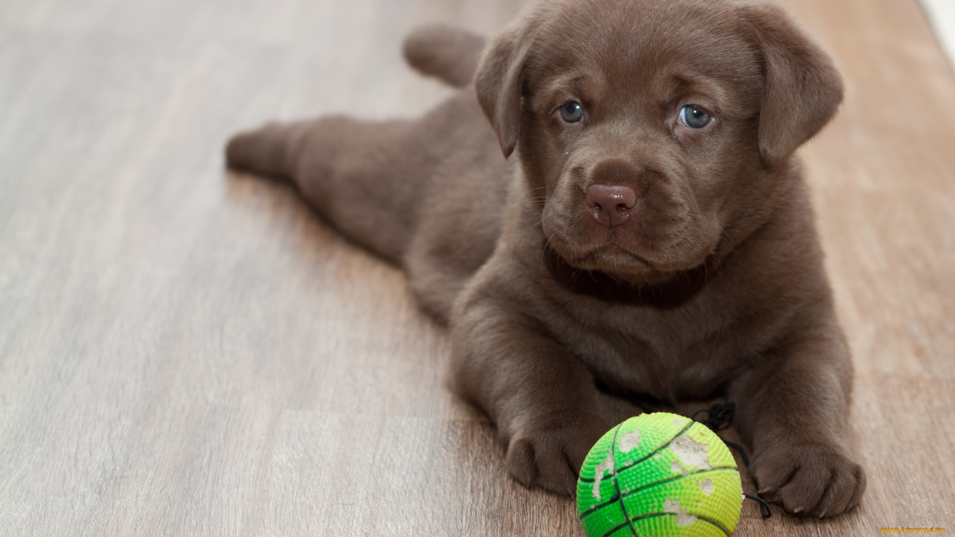 животные, собаки, лабрадор