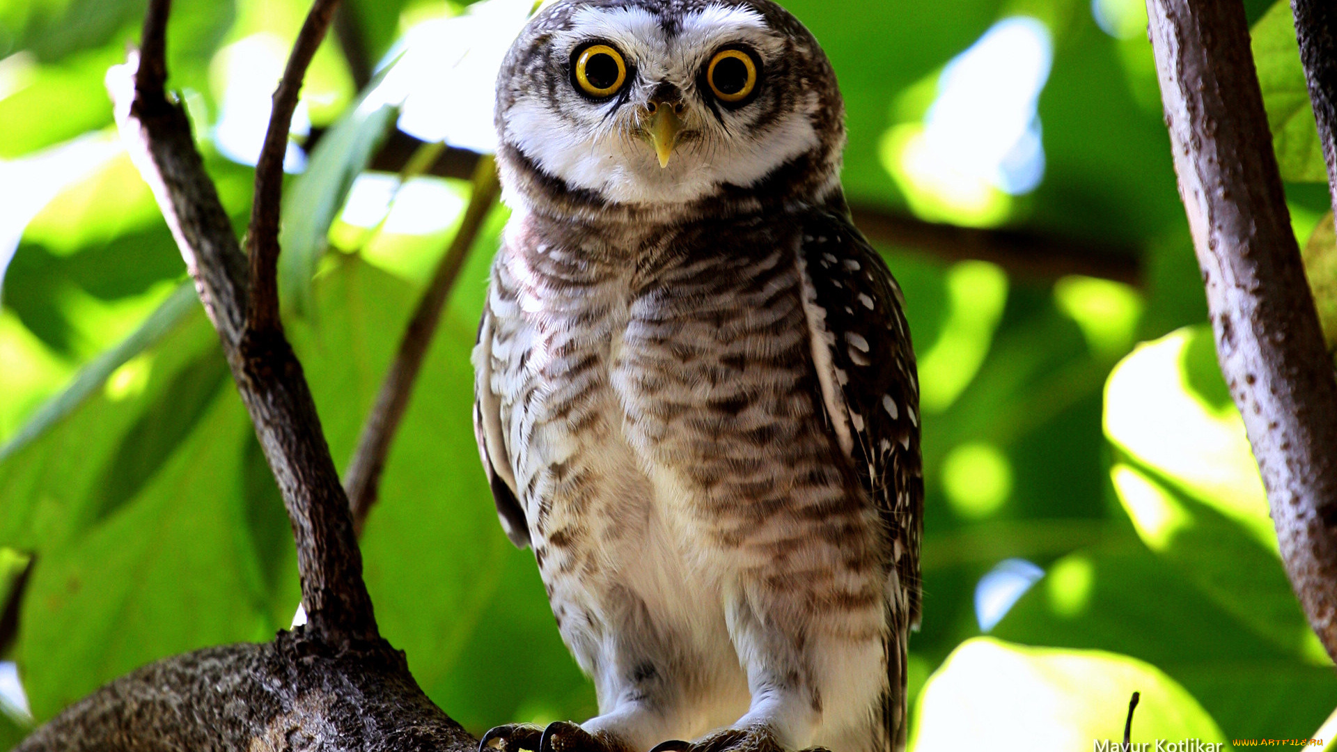 животные, совы, сова