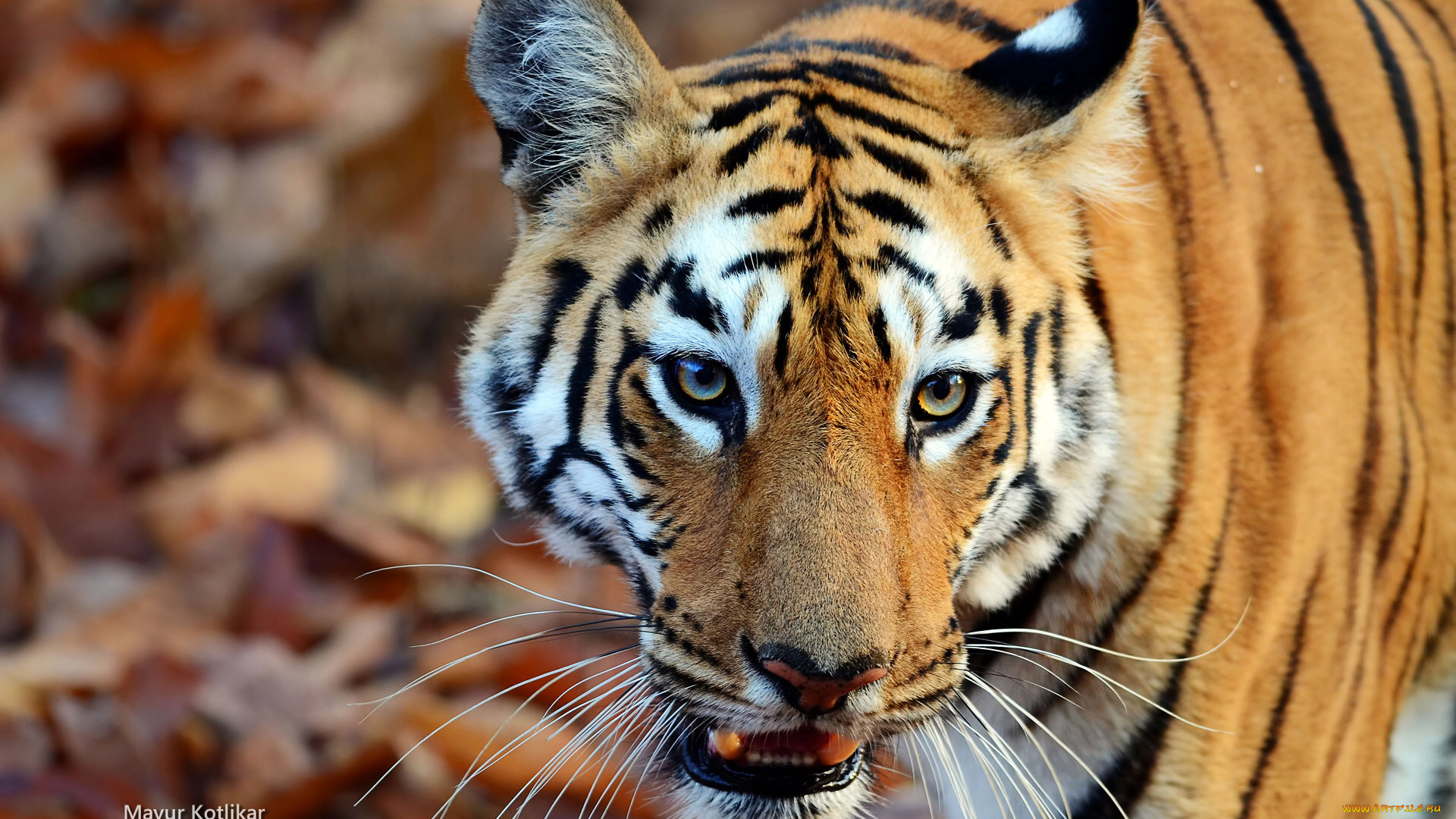 животные, тигры, тигр