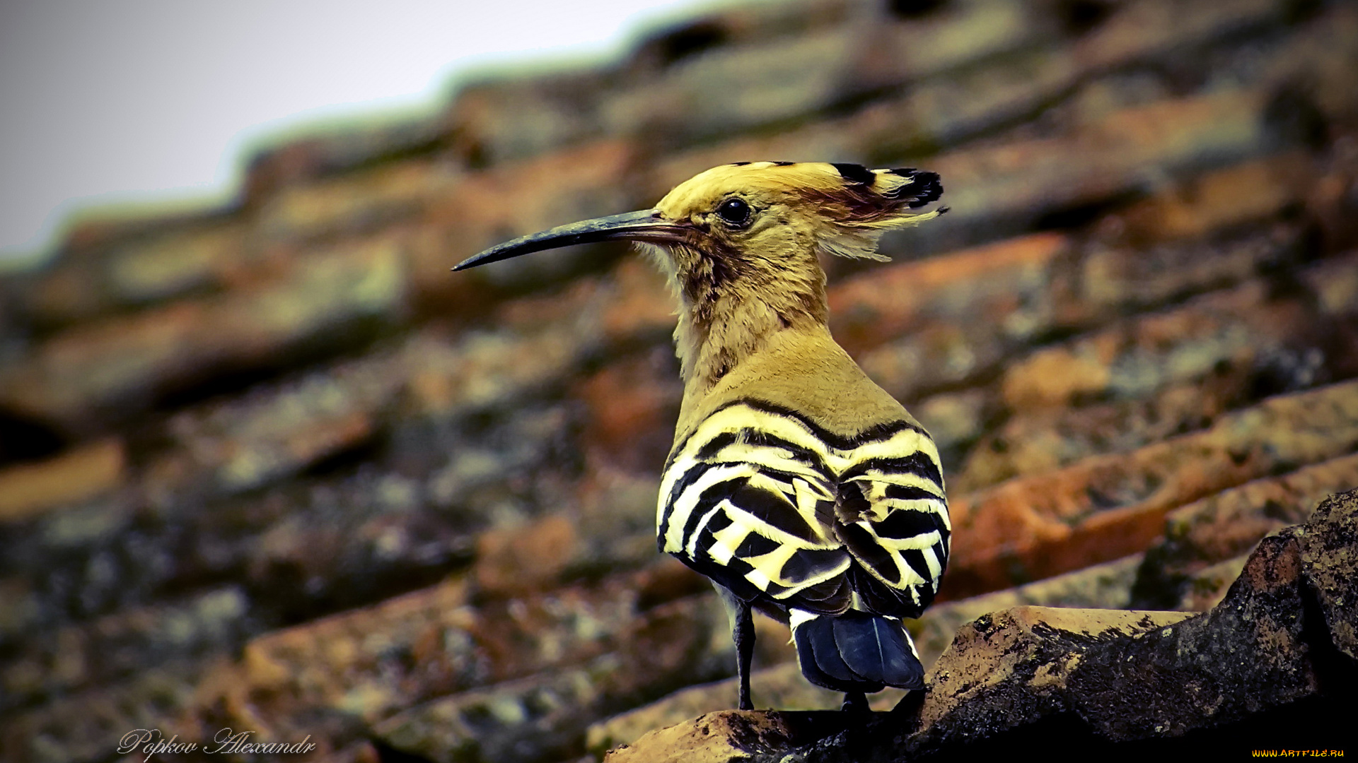 животные, удоды, дятел